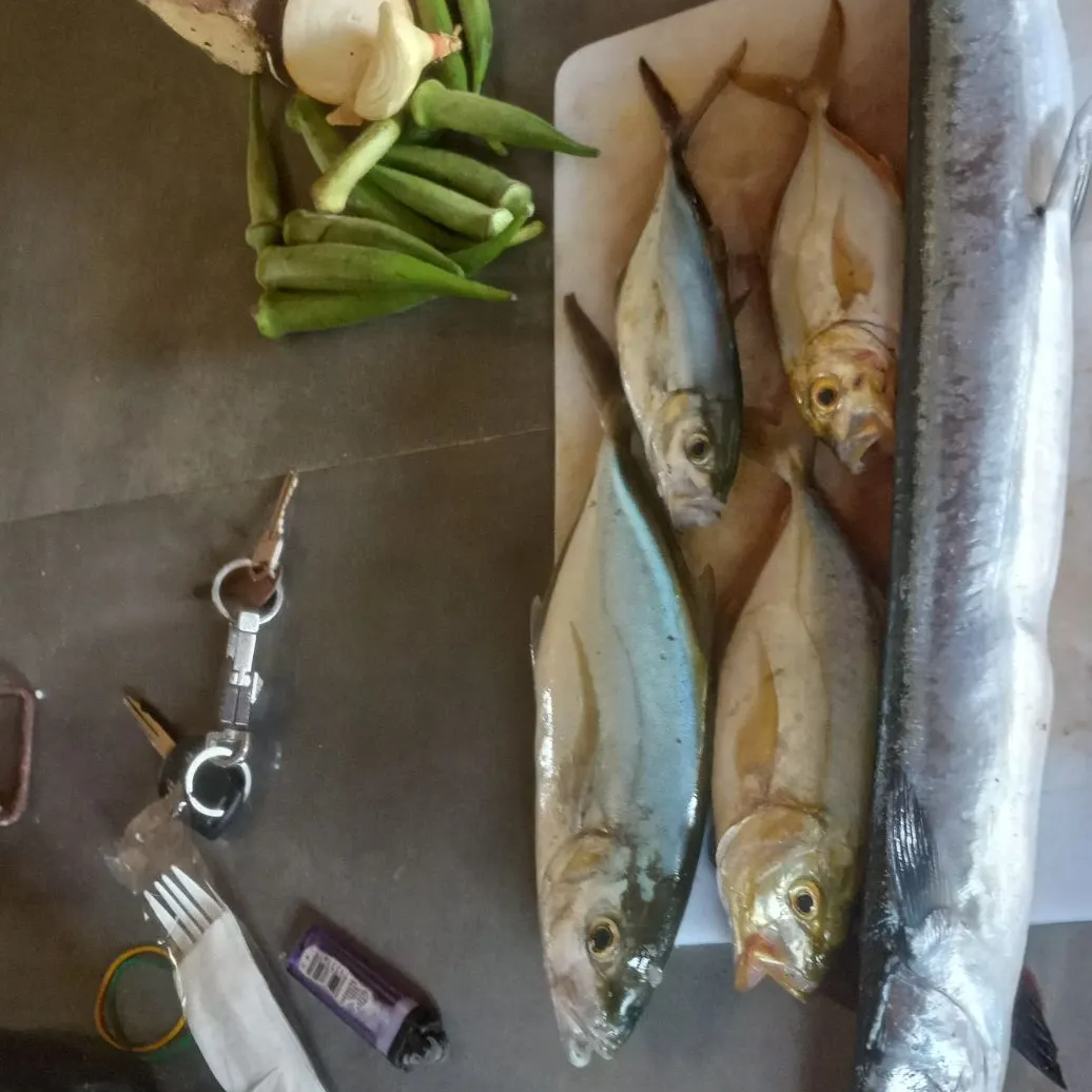 angler catch