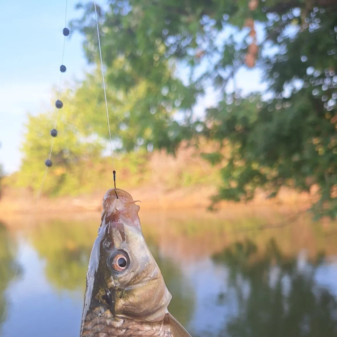 Common carp caught on Fishbrain