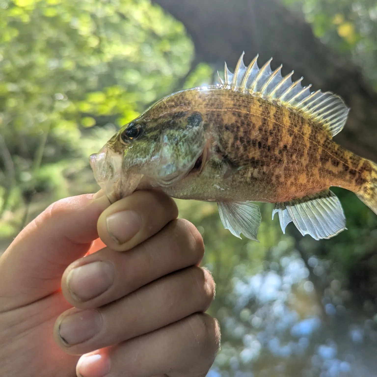 Warmouth caught on Fishbrain