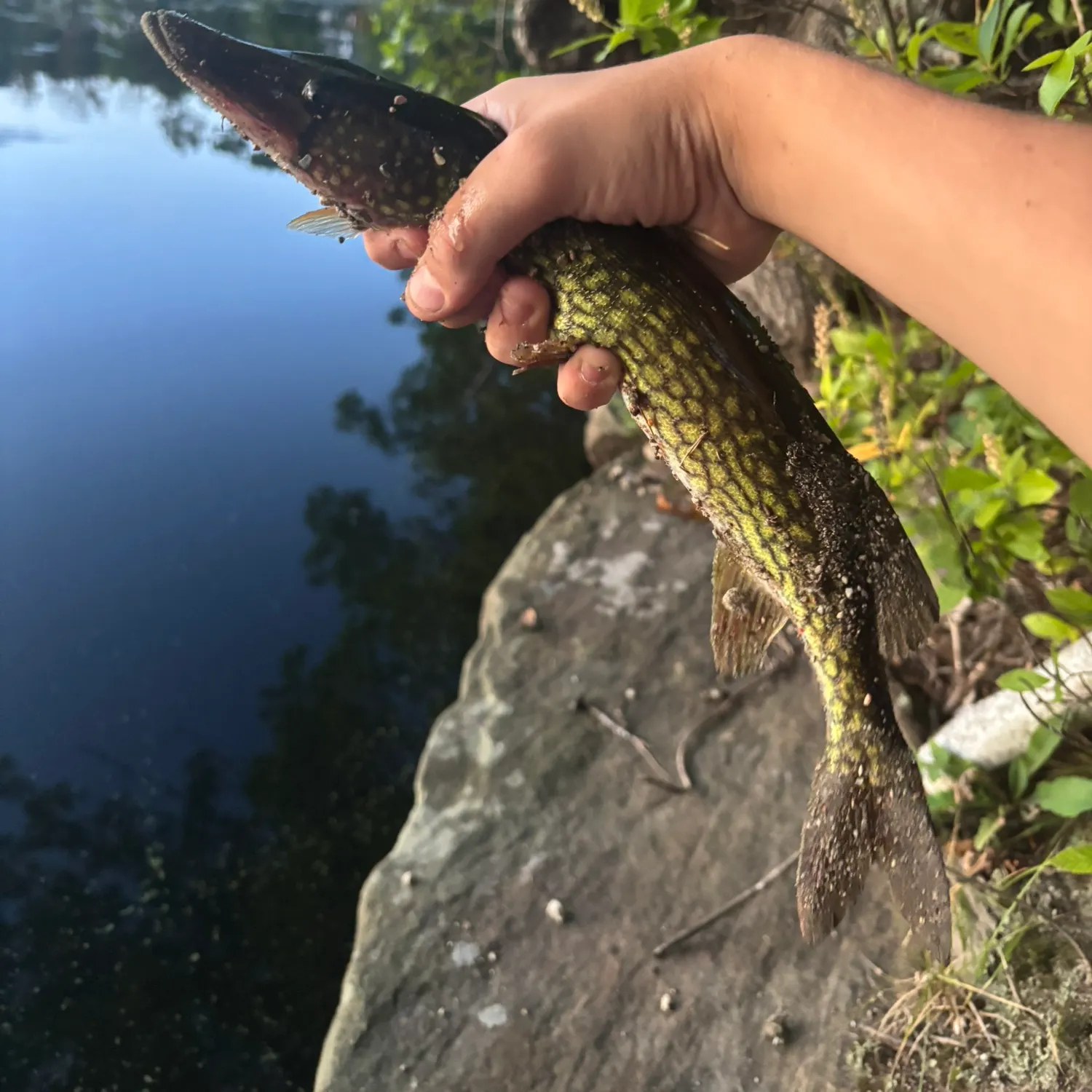 Chain pickerel caught on Fishbrain