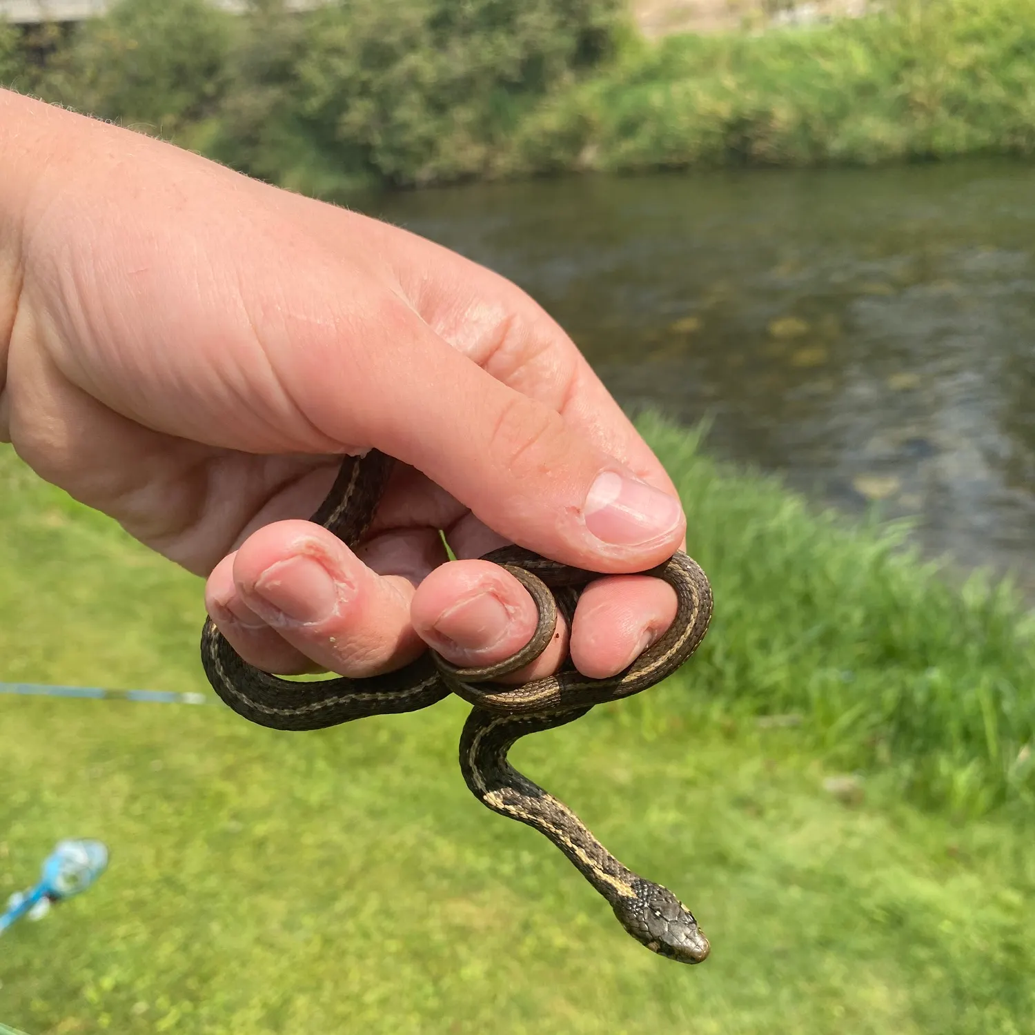 The most recent Green sturgeon catches on Fishbrain
