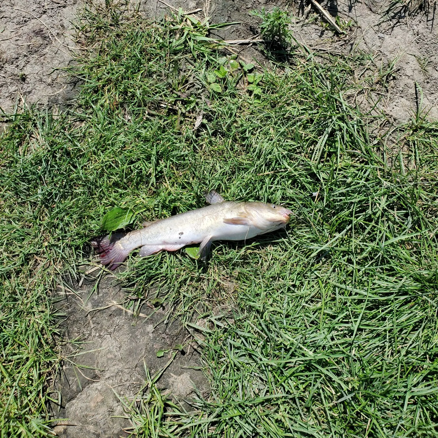 Brown bullhead caught on Fishbrain