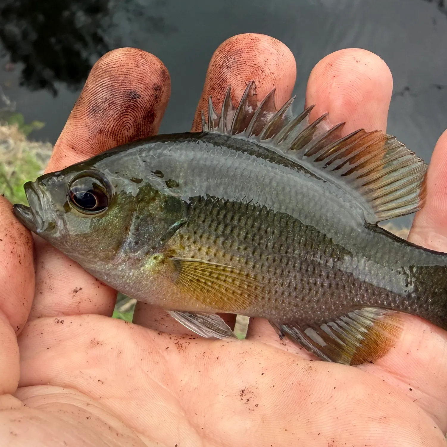 The most recent Spotted sunfish catches on Fishbrain