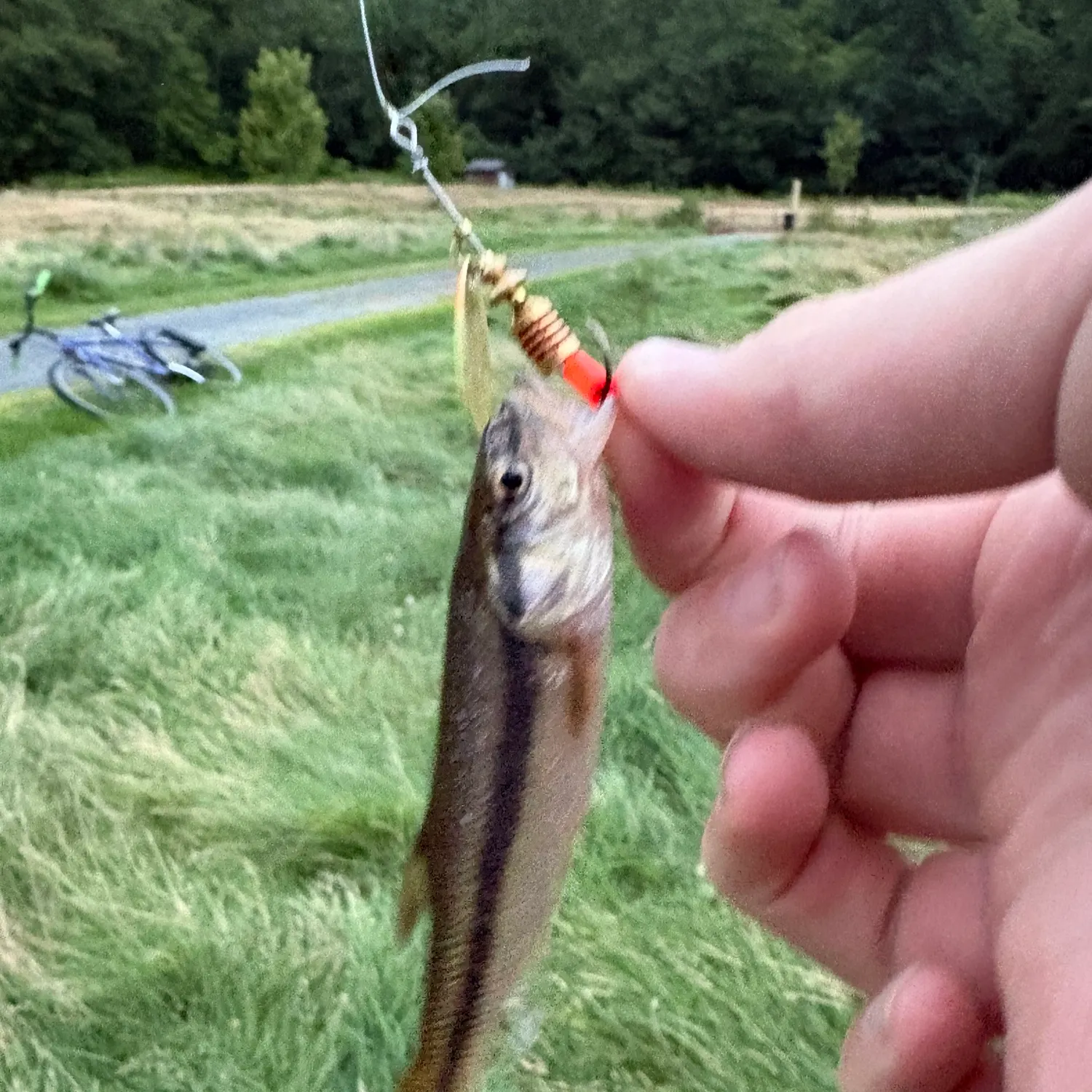 Longnose dace caught on Fishbrain