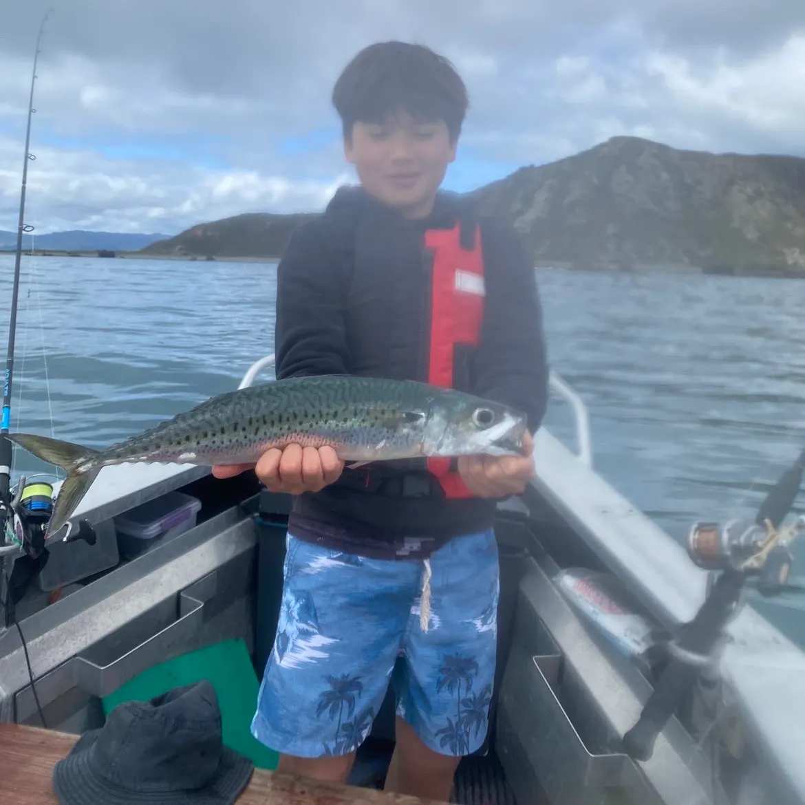 Pacific chub mackerel caught on Fishbrain