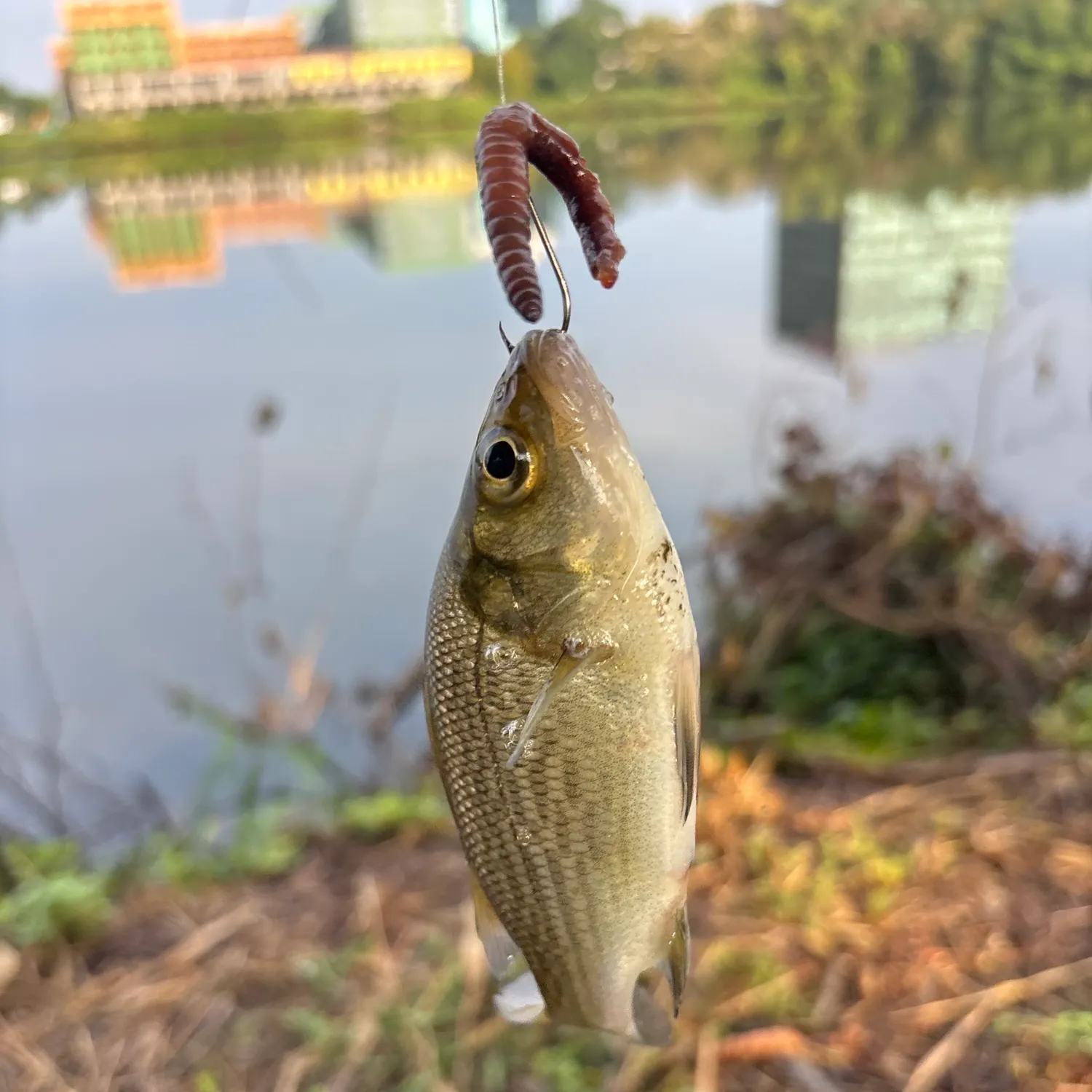 White perch caught on Fishbrain