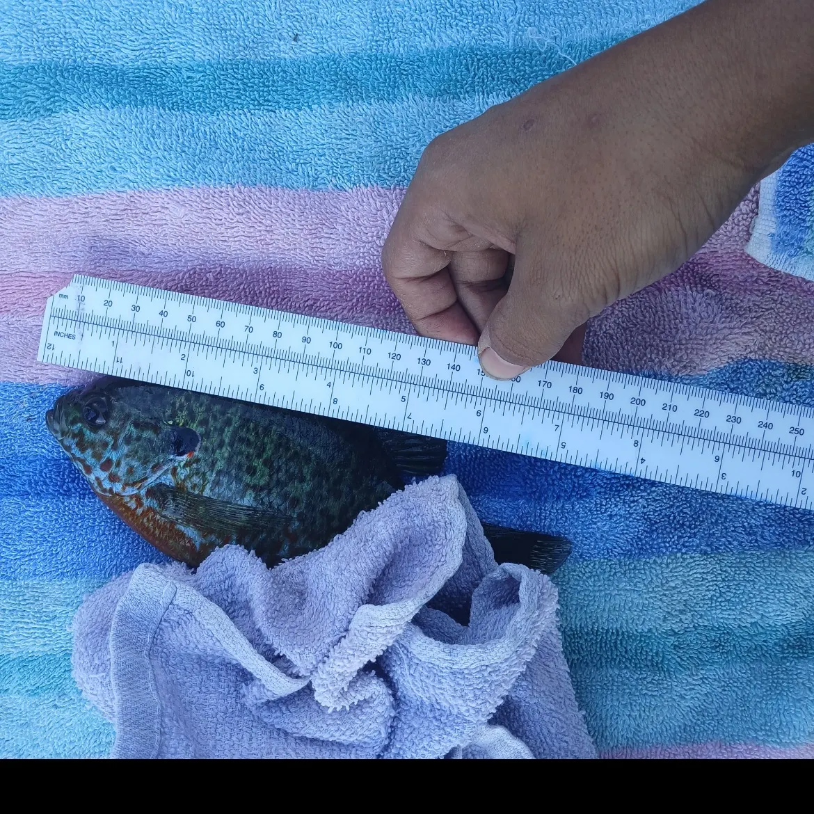Fish caught on Fishbrain