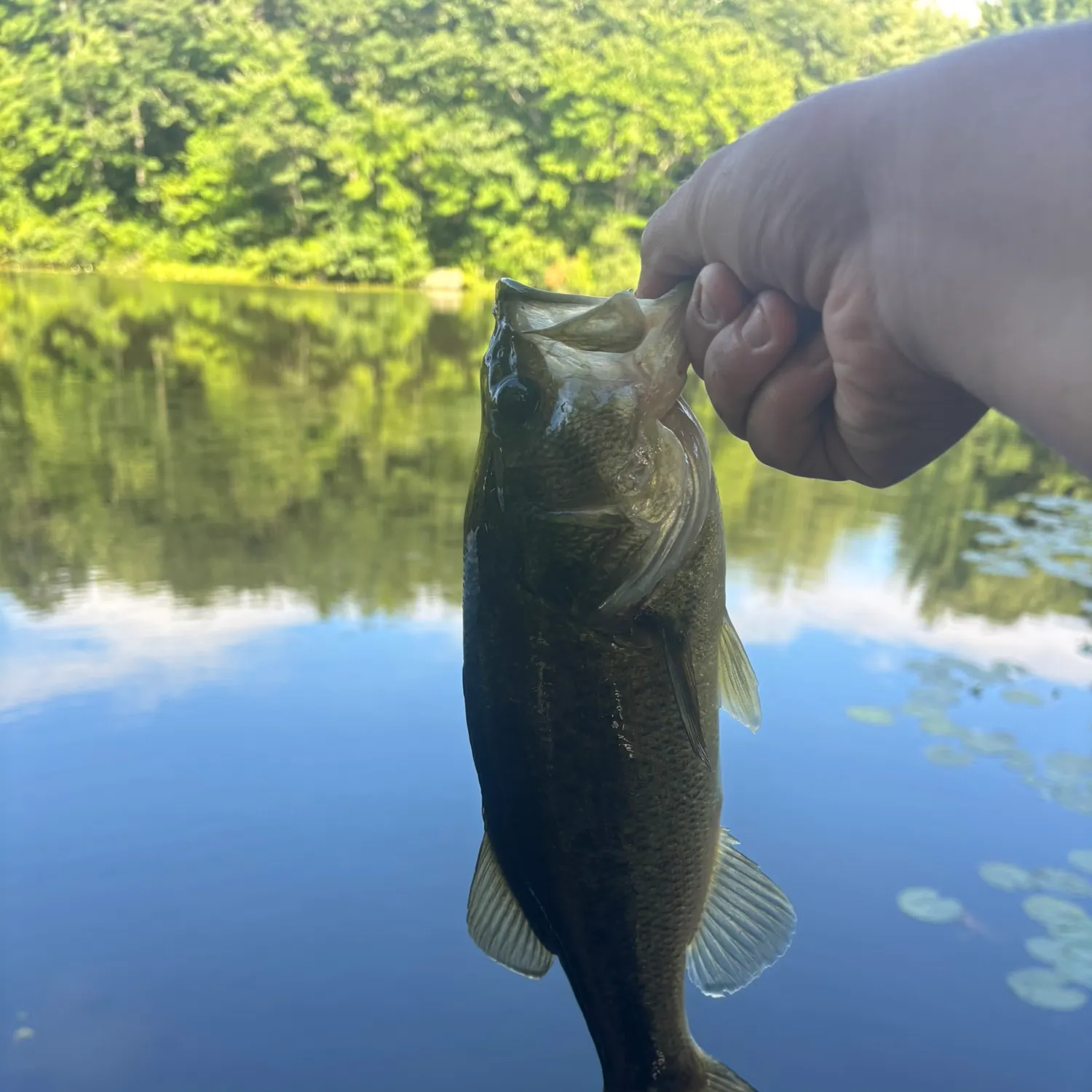 Largemouth bass caught on Fishbrain