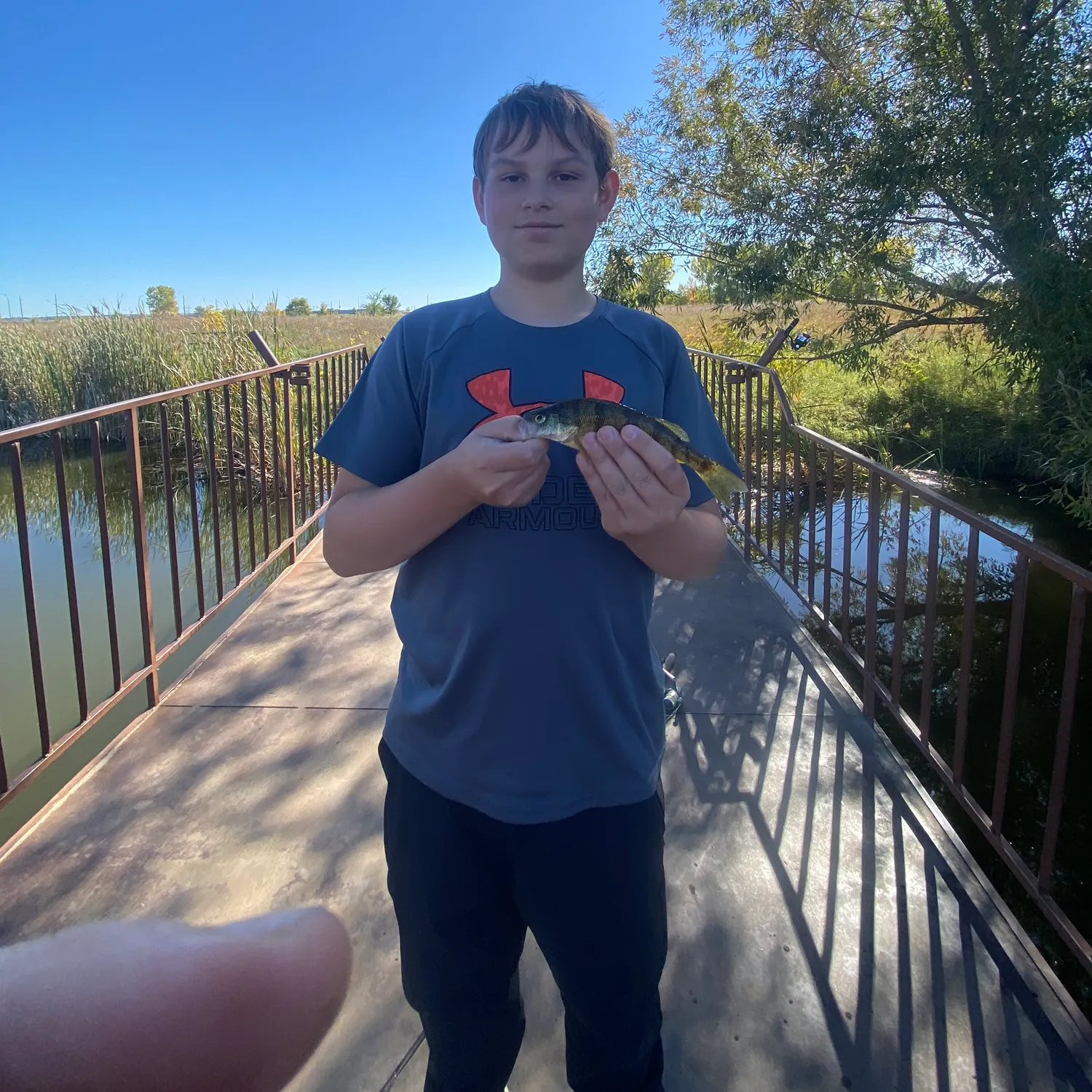 Yellow perch caught on Fishbrain