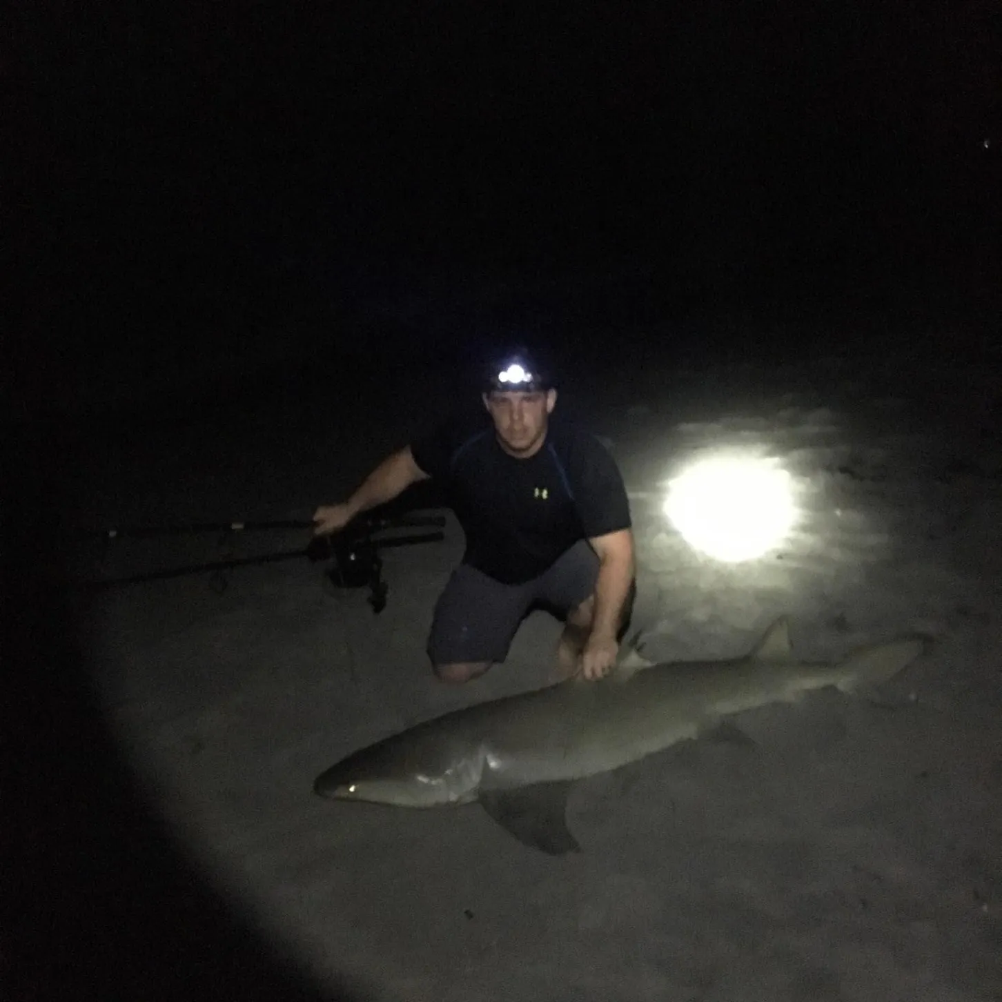 The most recent Bluntnose sixgill shark catches on Fishbrain