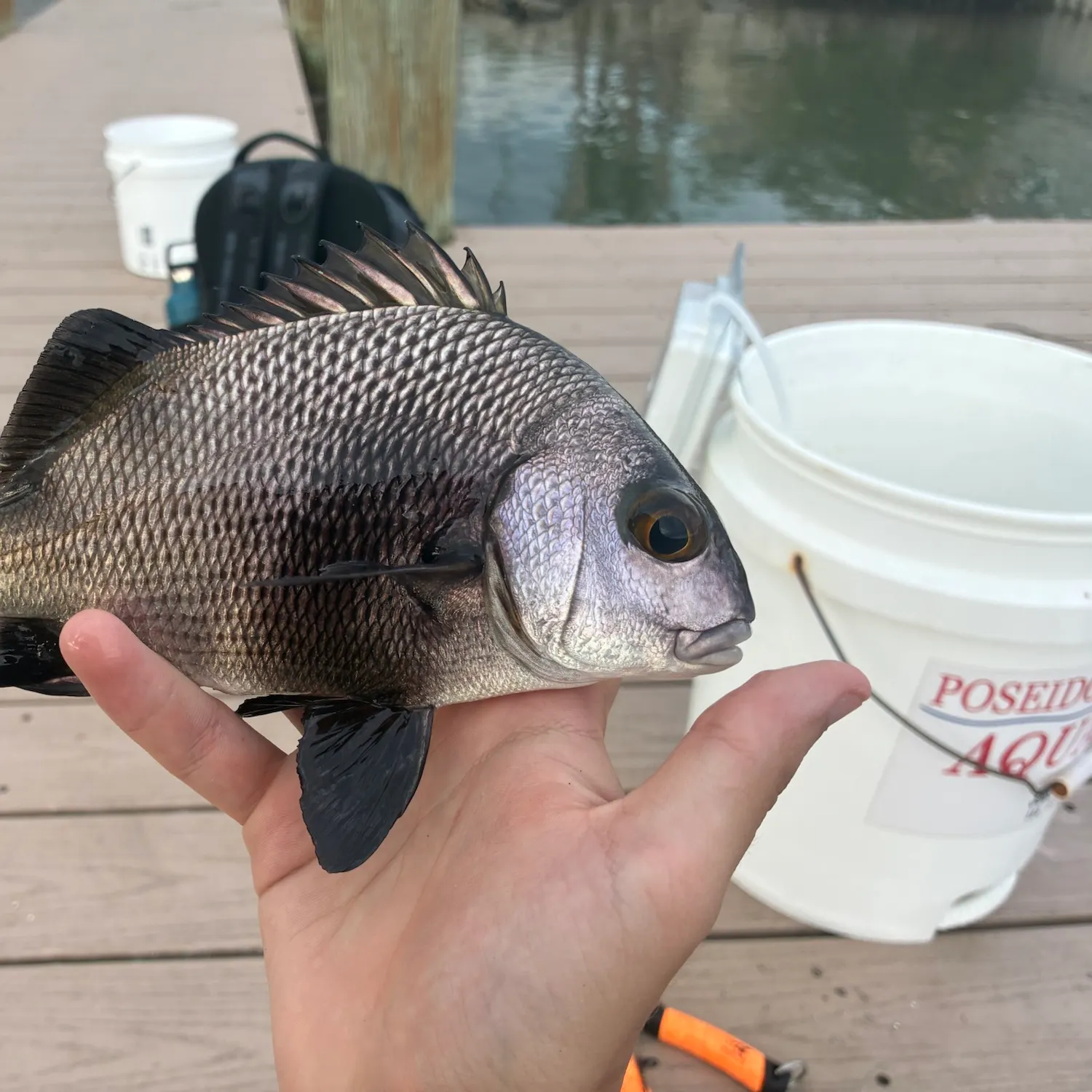 The most recent Black margate catches on Fishbrain