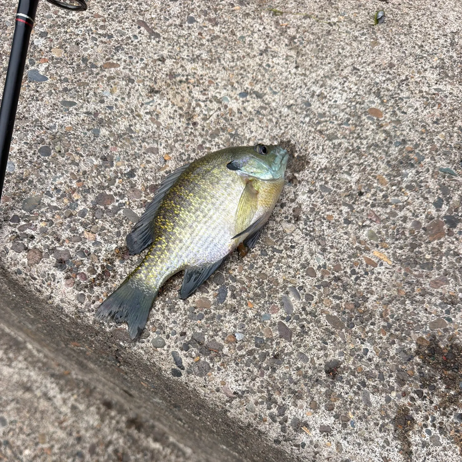 Bluegill caught on Fishbrain