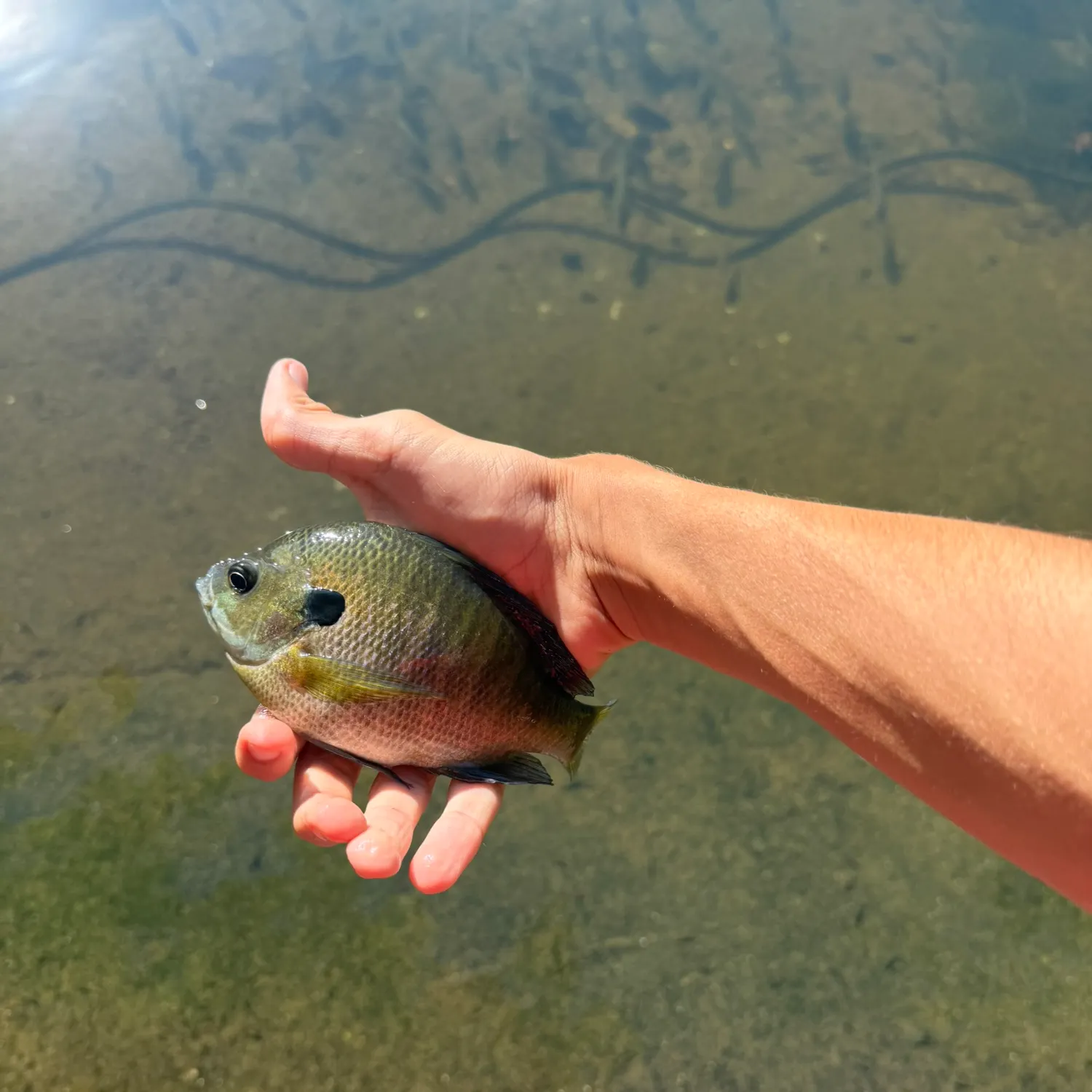 Bluegill caught on Fishbrain