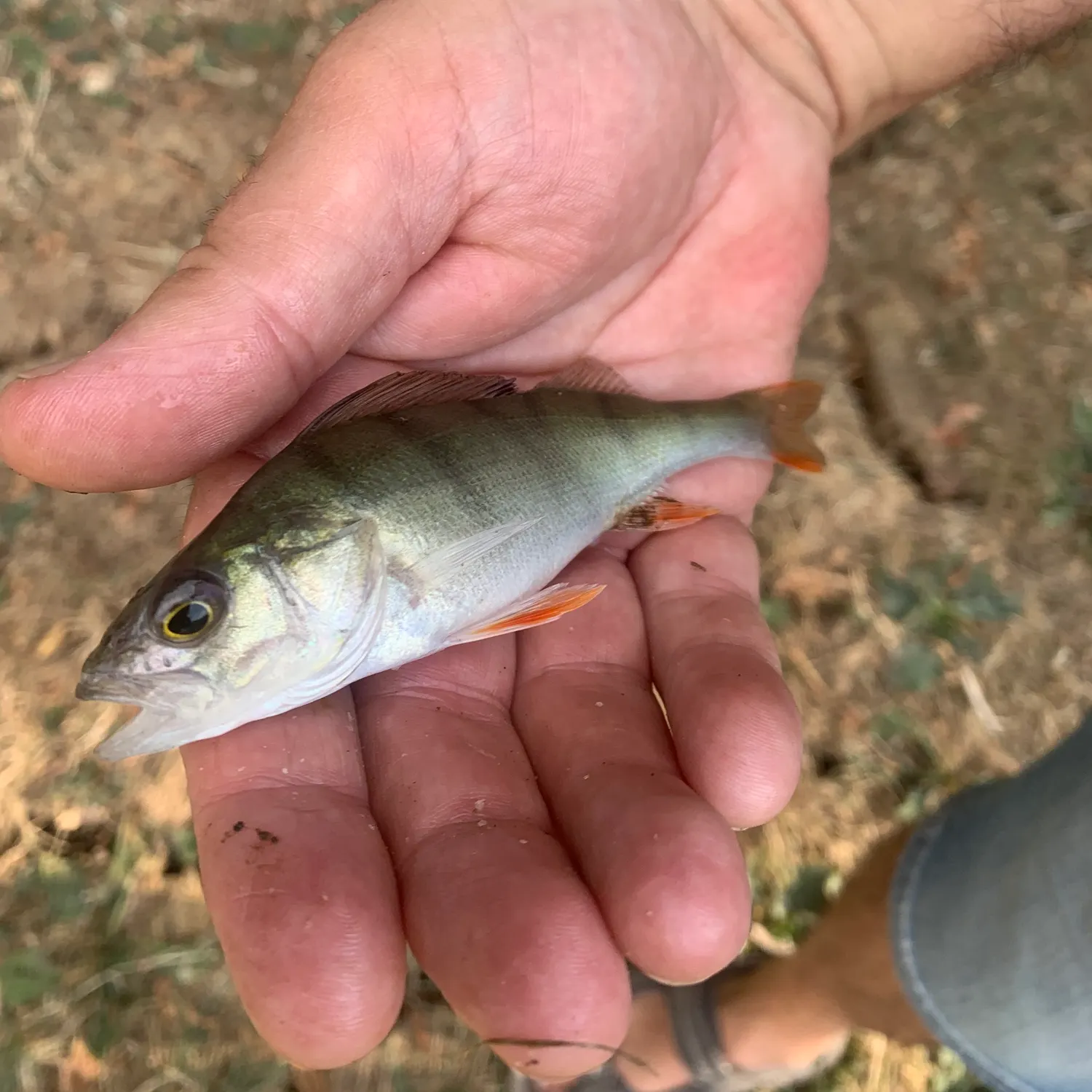 European perch caught on Fishbrain