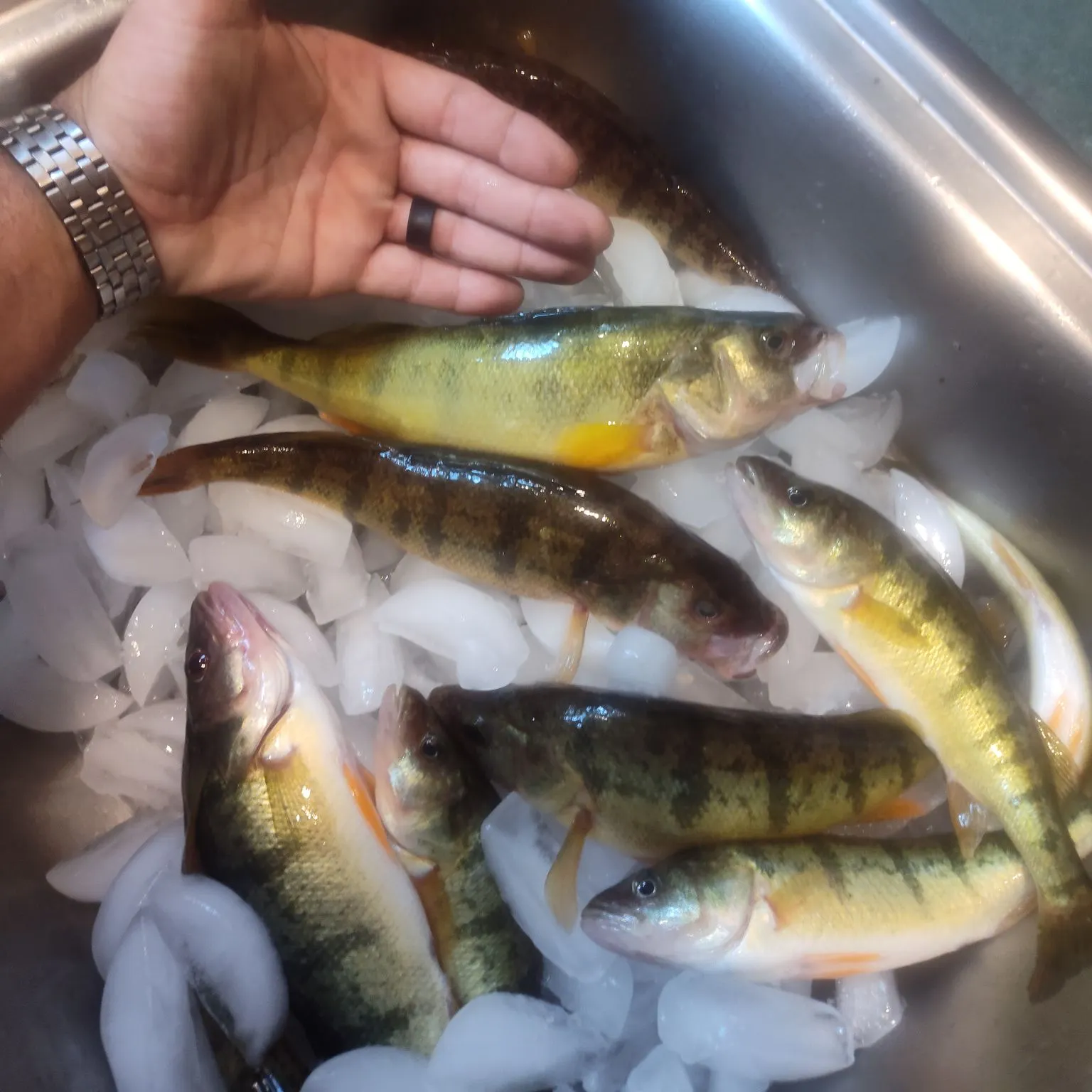 Yellow perch caught on Fishbrain