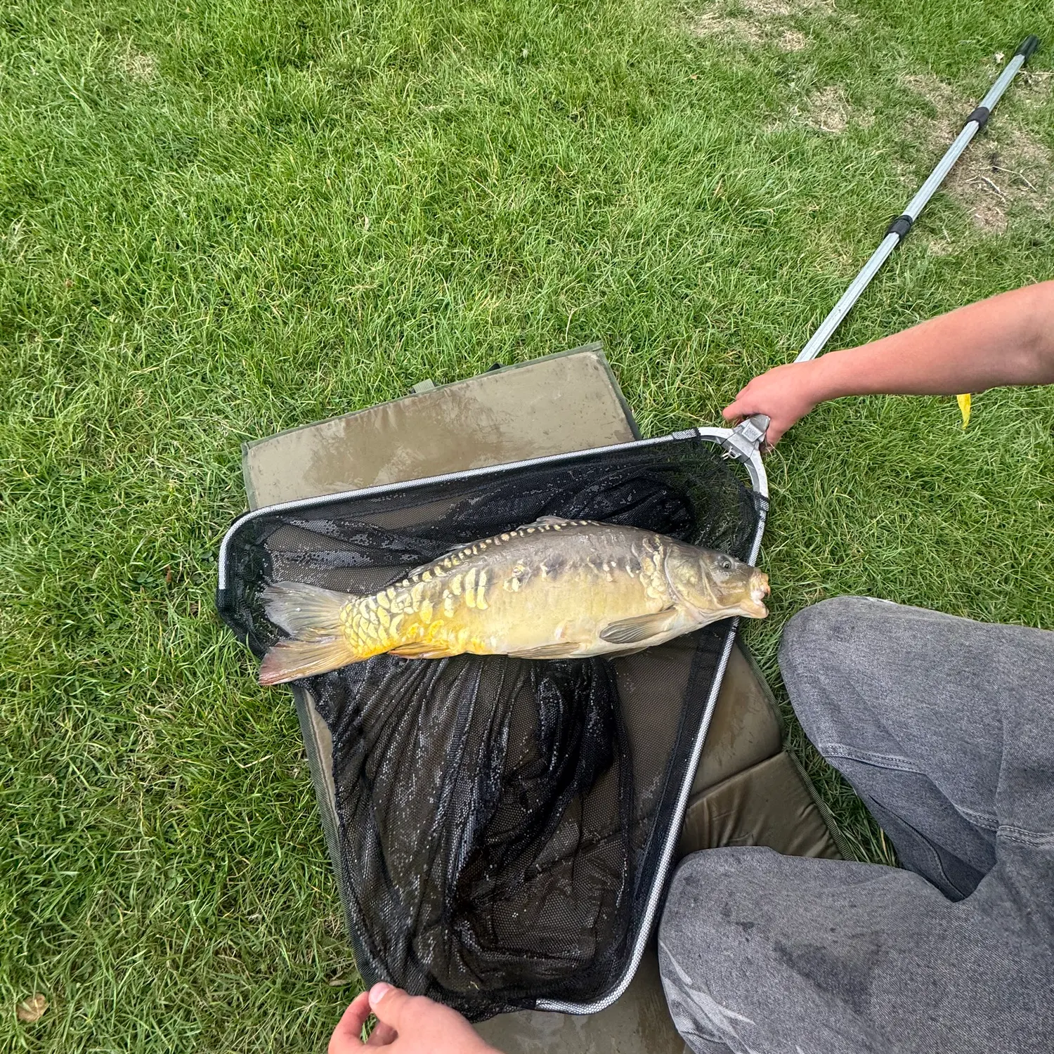 Mirror carp caught on Fishbrain