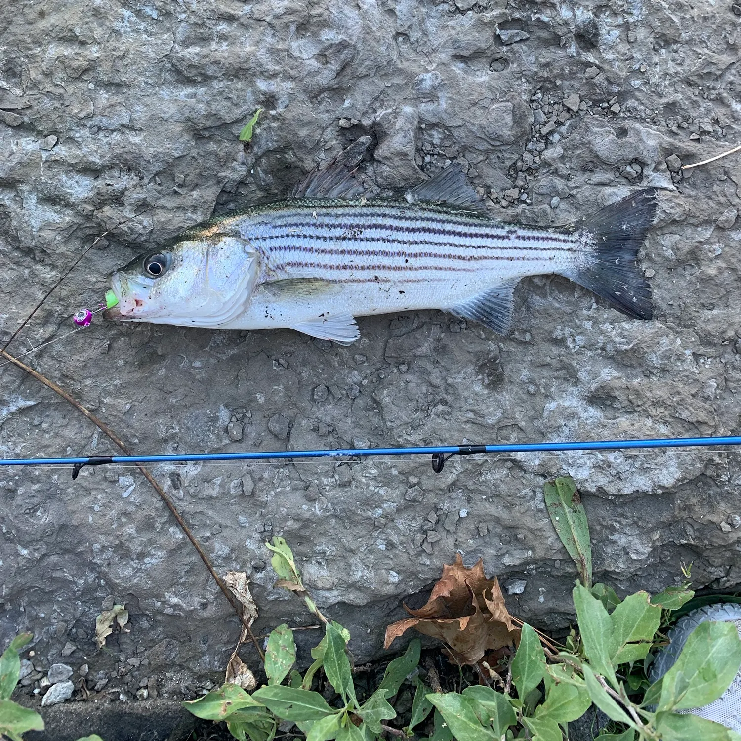 Striped bass caught on Fishbrain
