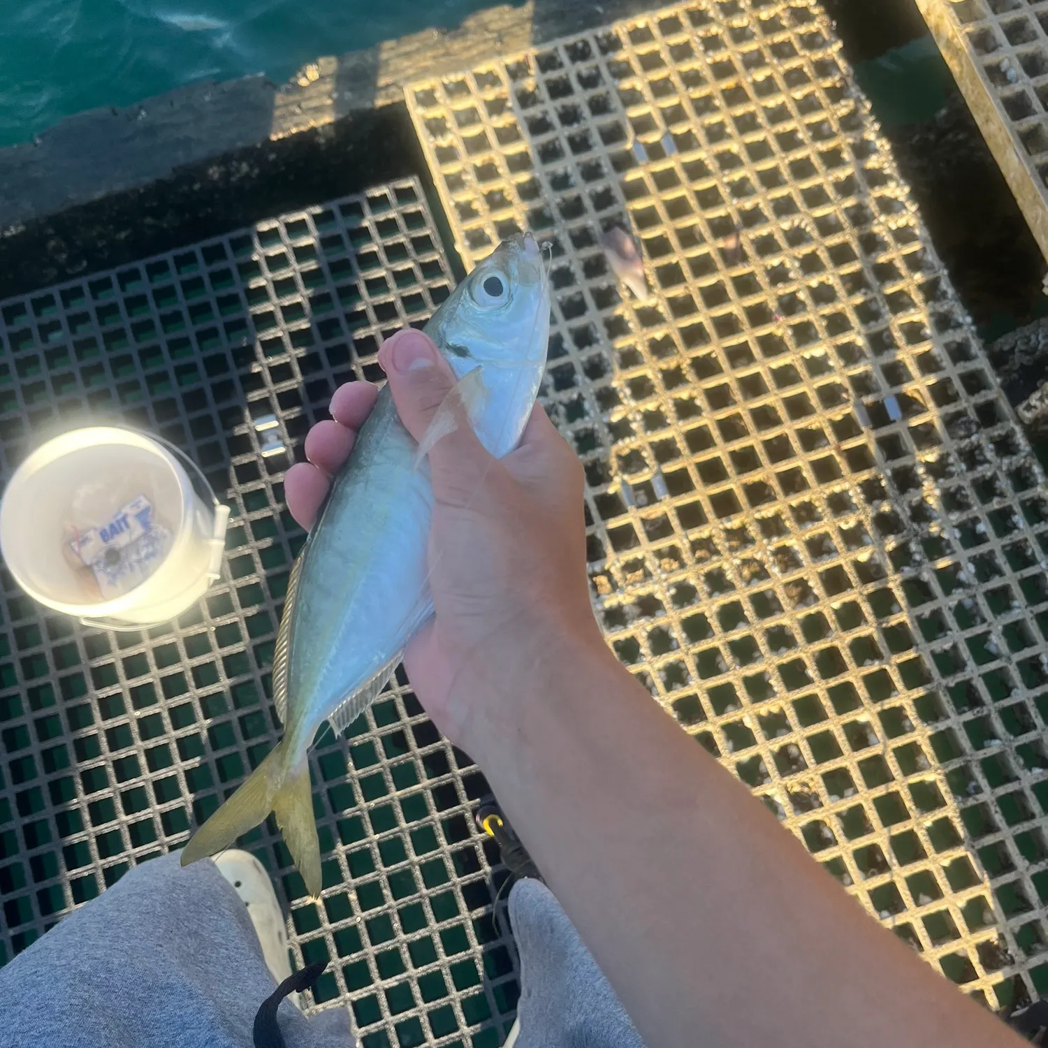 The most recent Bigeye scad catches on Fishbrain