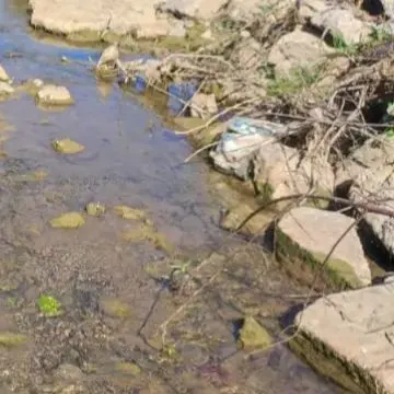 The most recent Huchen catches on Fishbrain