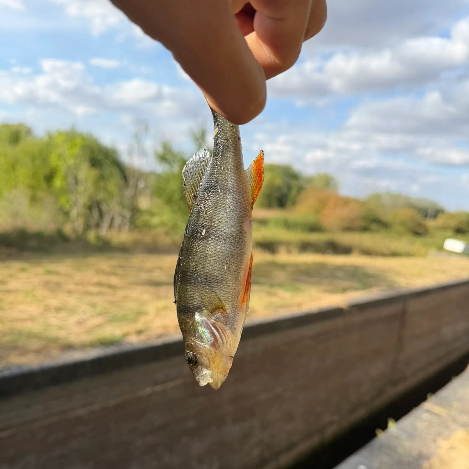European perch caught on Fishbrain
