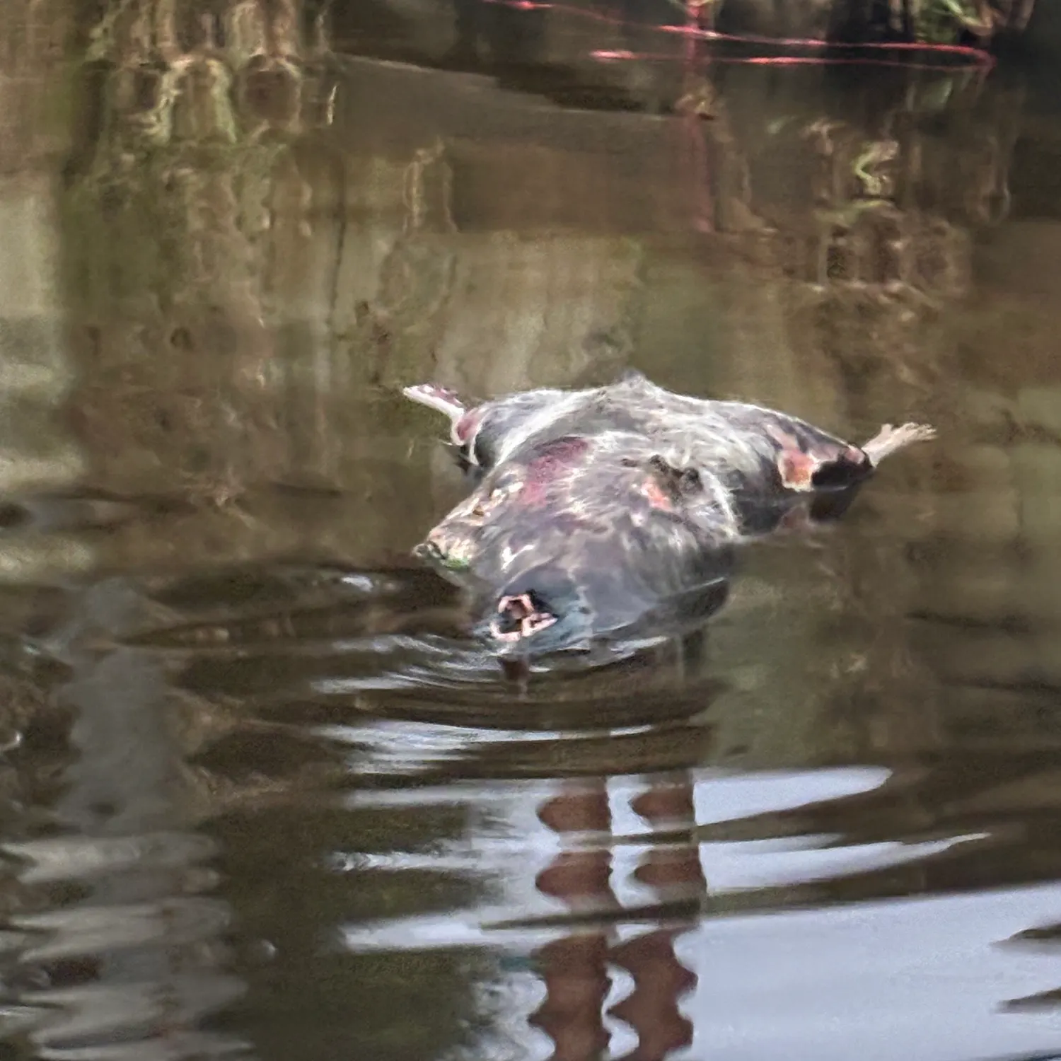 The most recent Barred sorubim catches on Fishbrain
