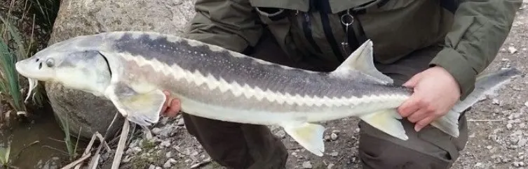 Russian sturgeon