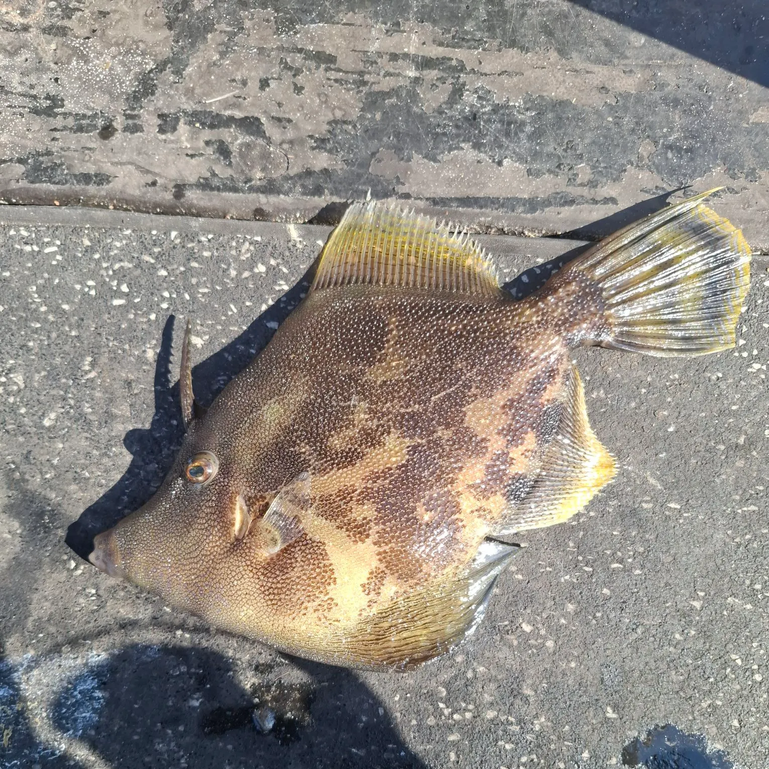 recently logged catches