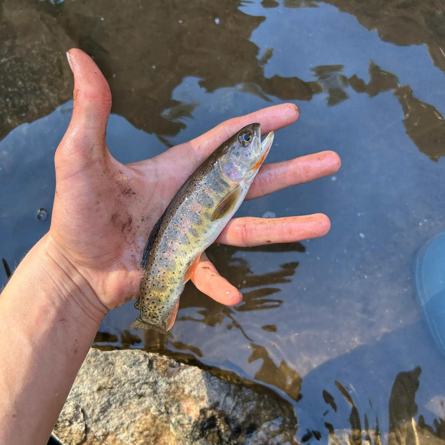 The most recent Rio Grande cutthroat trout catches on Fishbrain