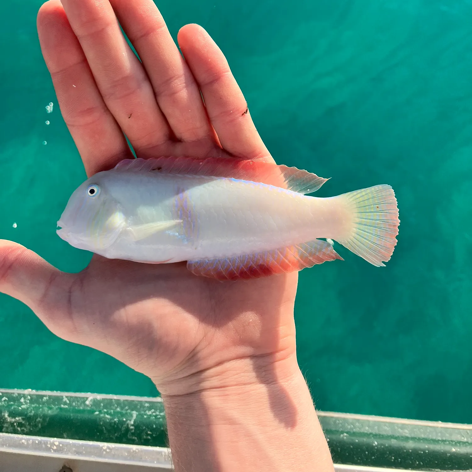 The most popular recent Pearly razorfish catch on Fishbrain