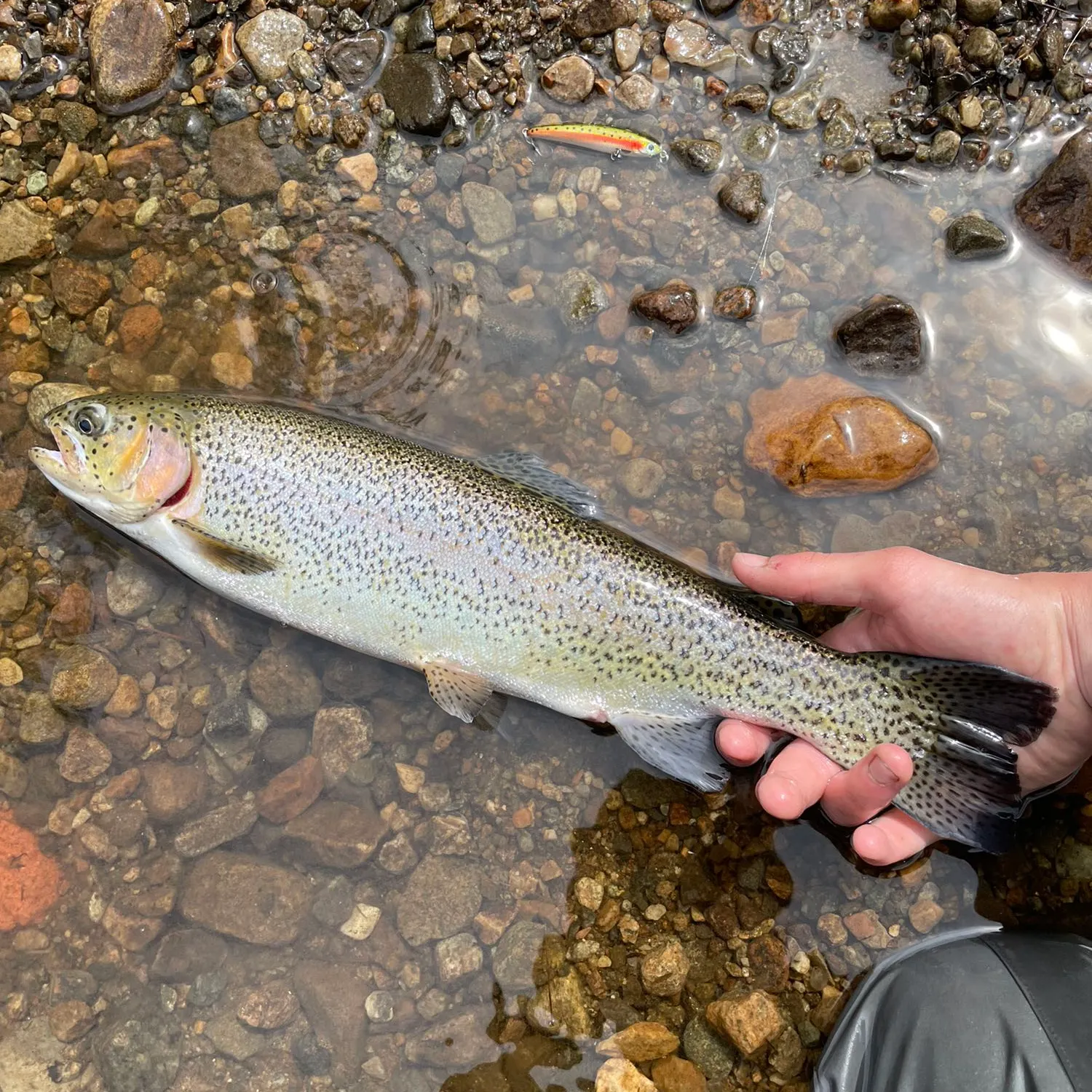 Rainbow trout caught on Fishbrain