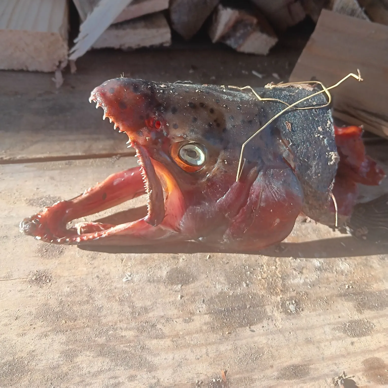 The most recent Rainbow trout catches on Fishbrain