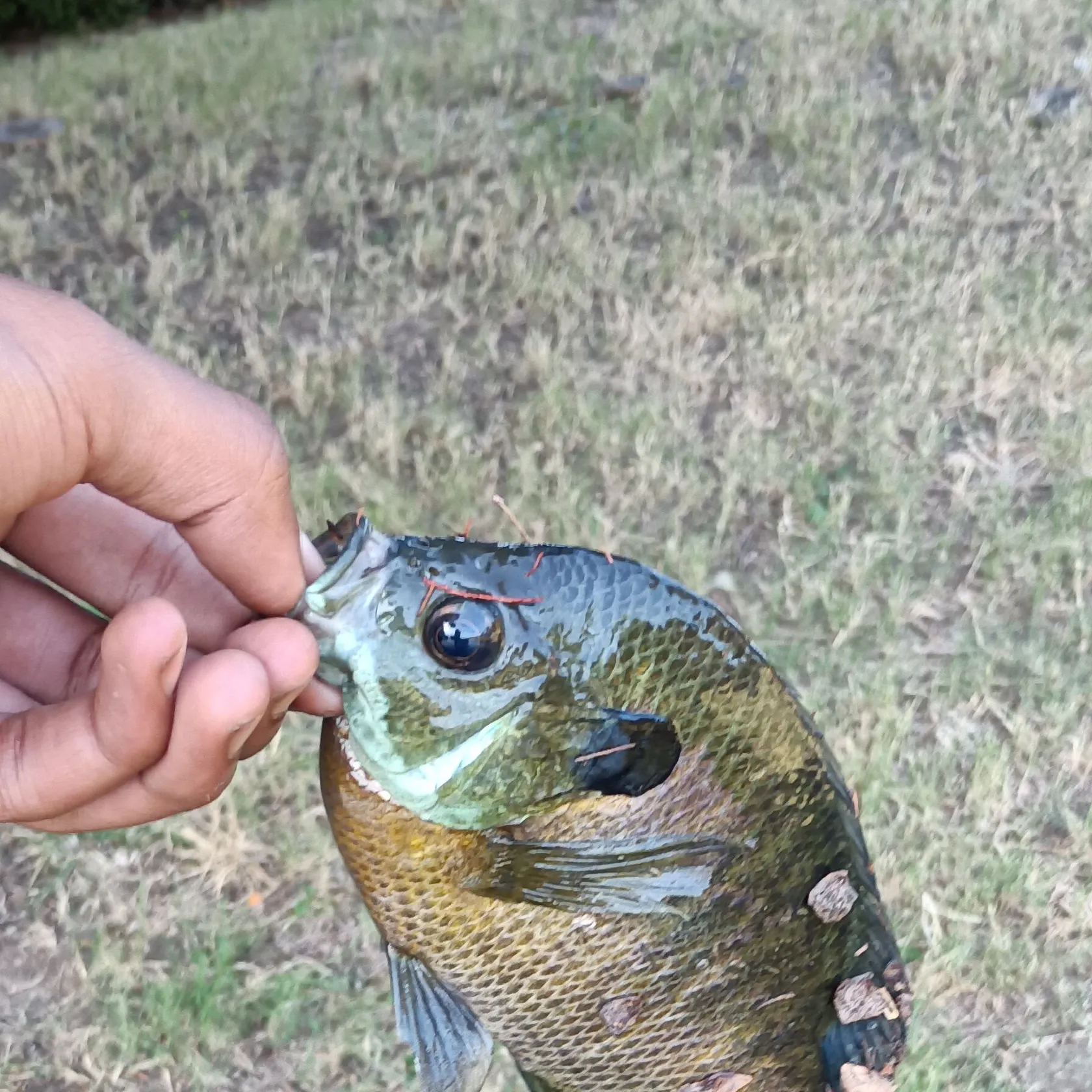 Bluegill caught on Fishbrain