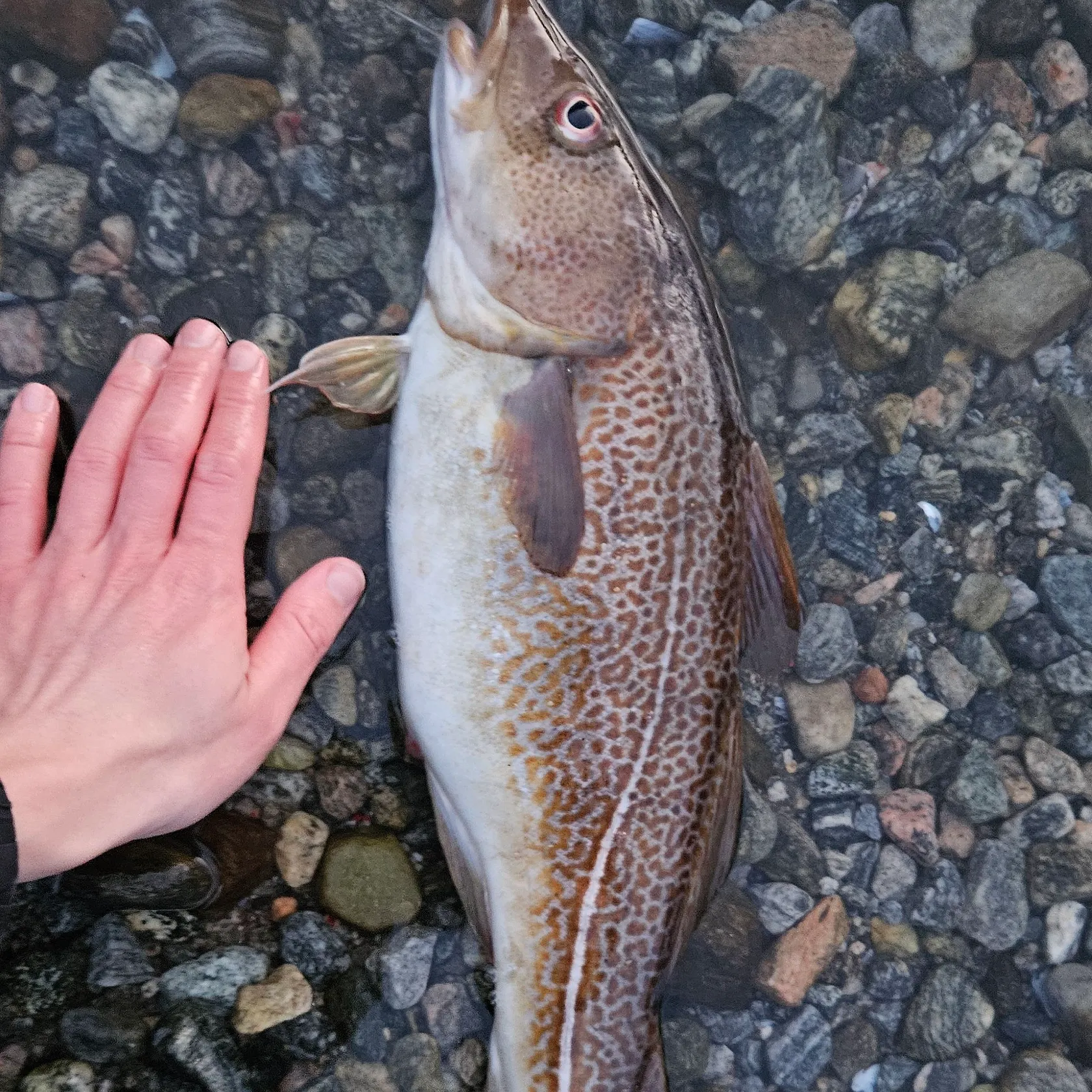 The most recent Atlantic cod catches on Fishbrain