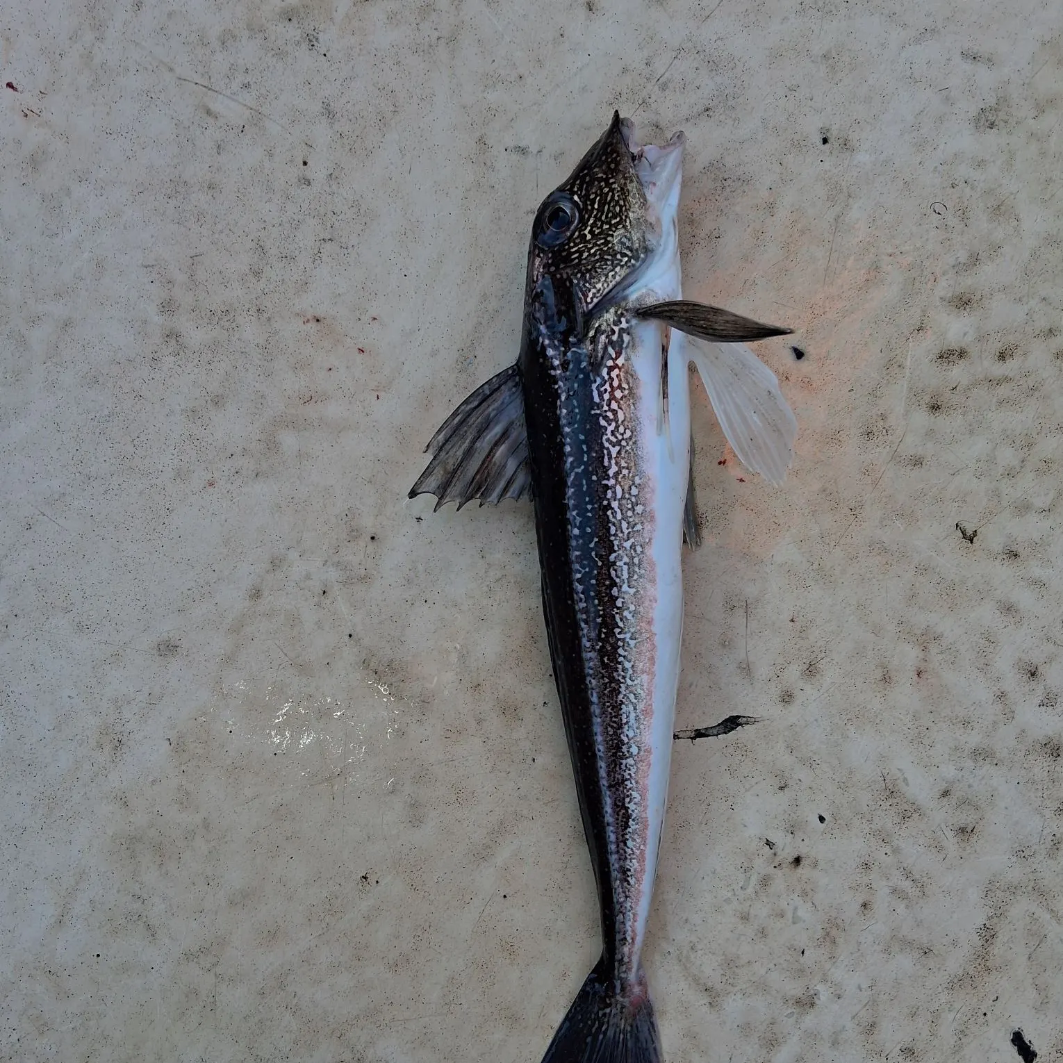 The most recent Grey gurnard catches on Fishbrain