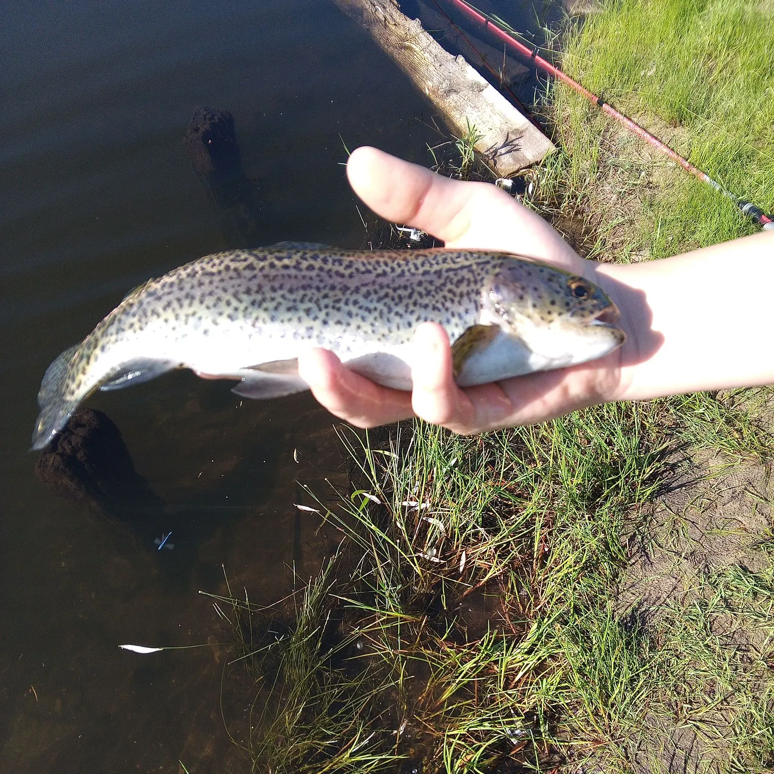 The most recent Rainbow trout catches on Fishbrain