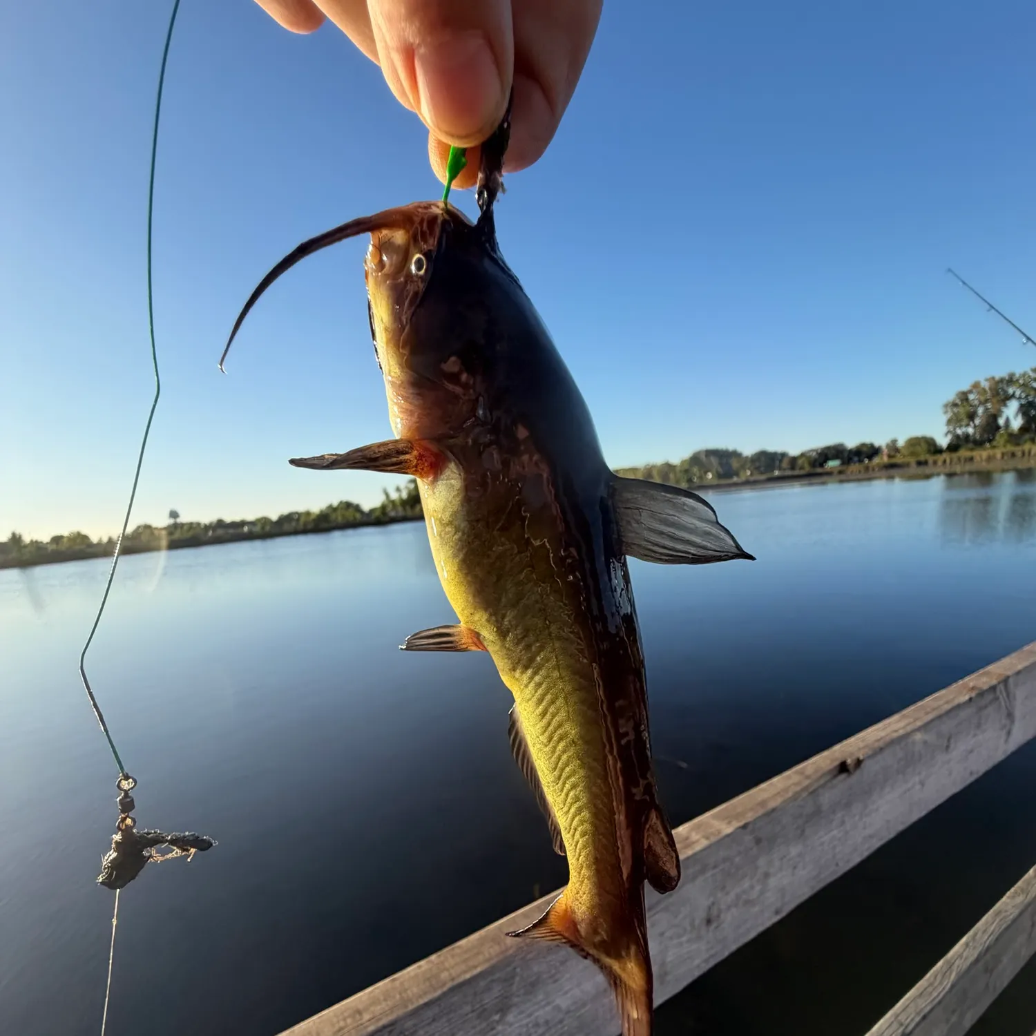 Yellow bullhead caught on Fishbrain