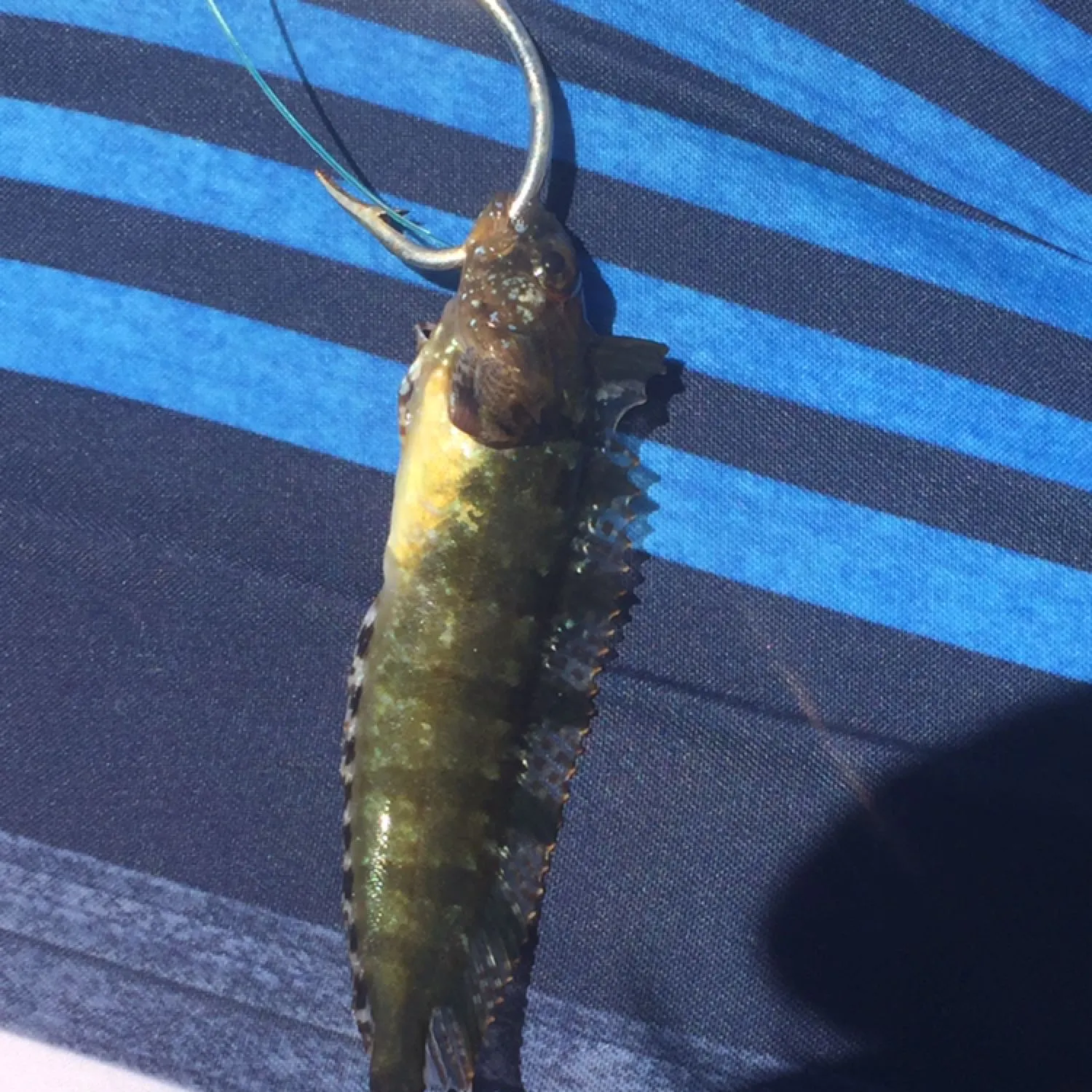 The most recent Common weedfish catches on Fishbrain