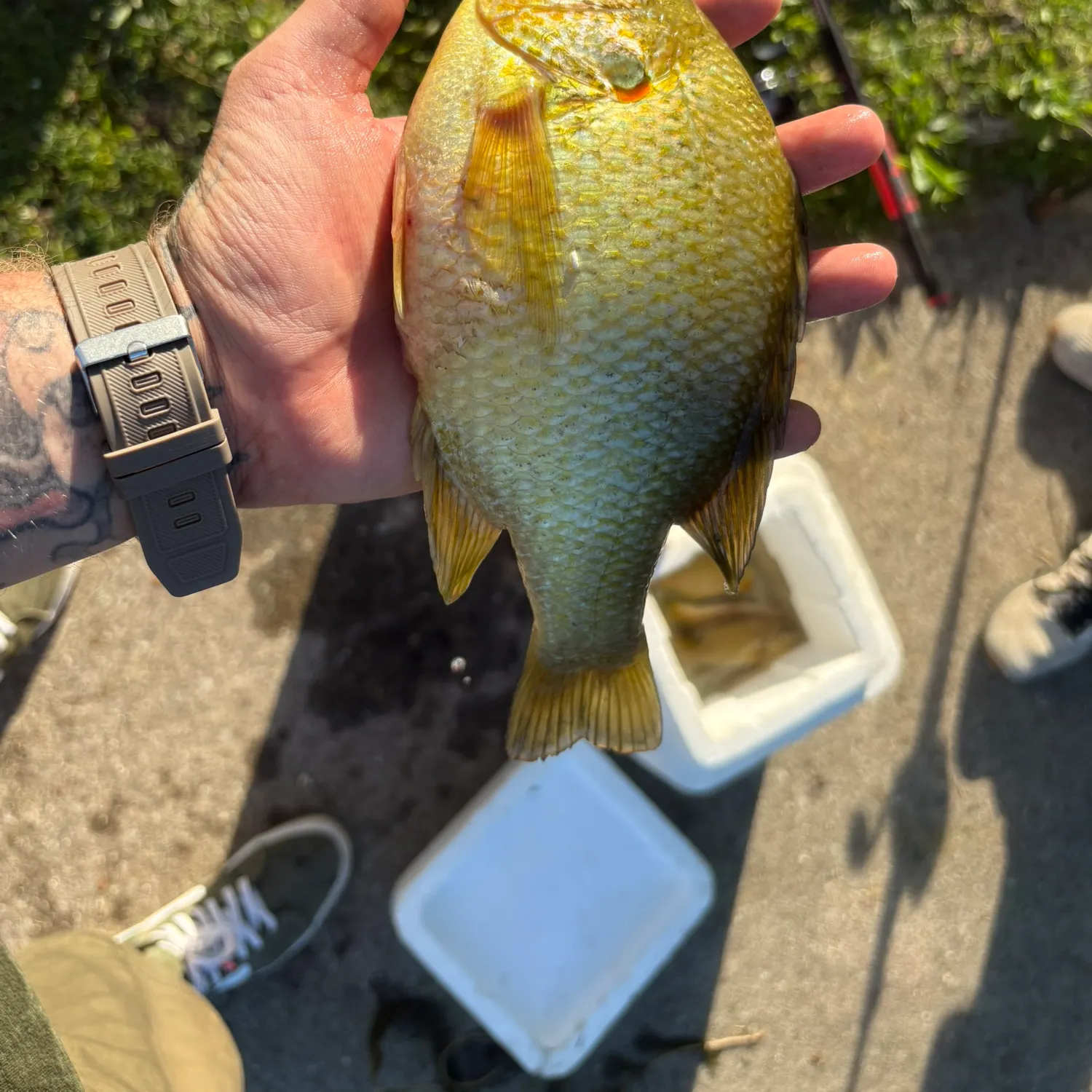 recently logged catches