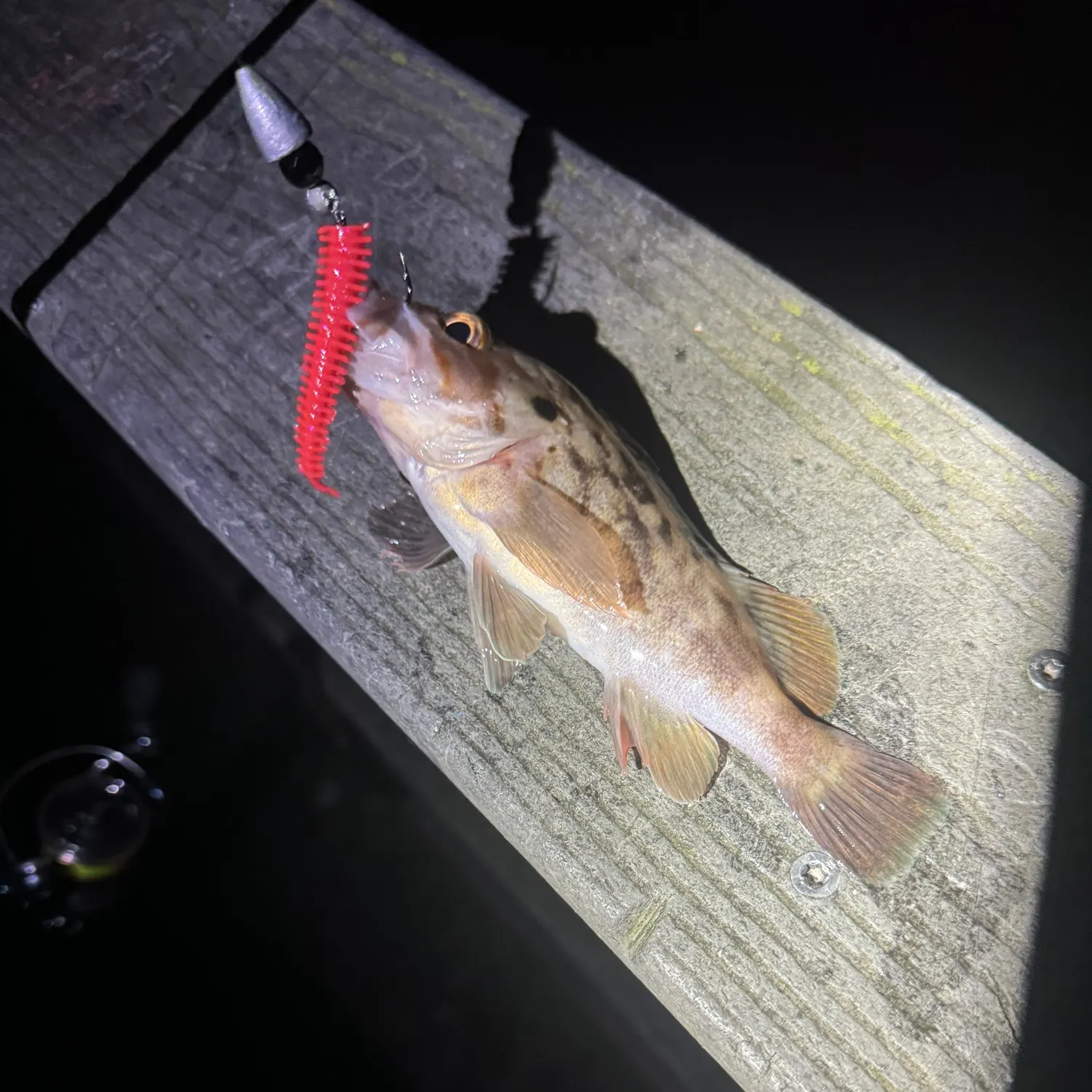The most recent Copper rockfish catches on Fishbrain
