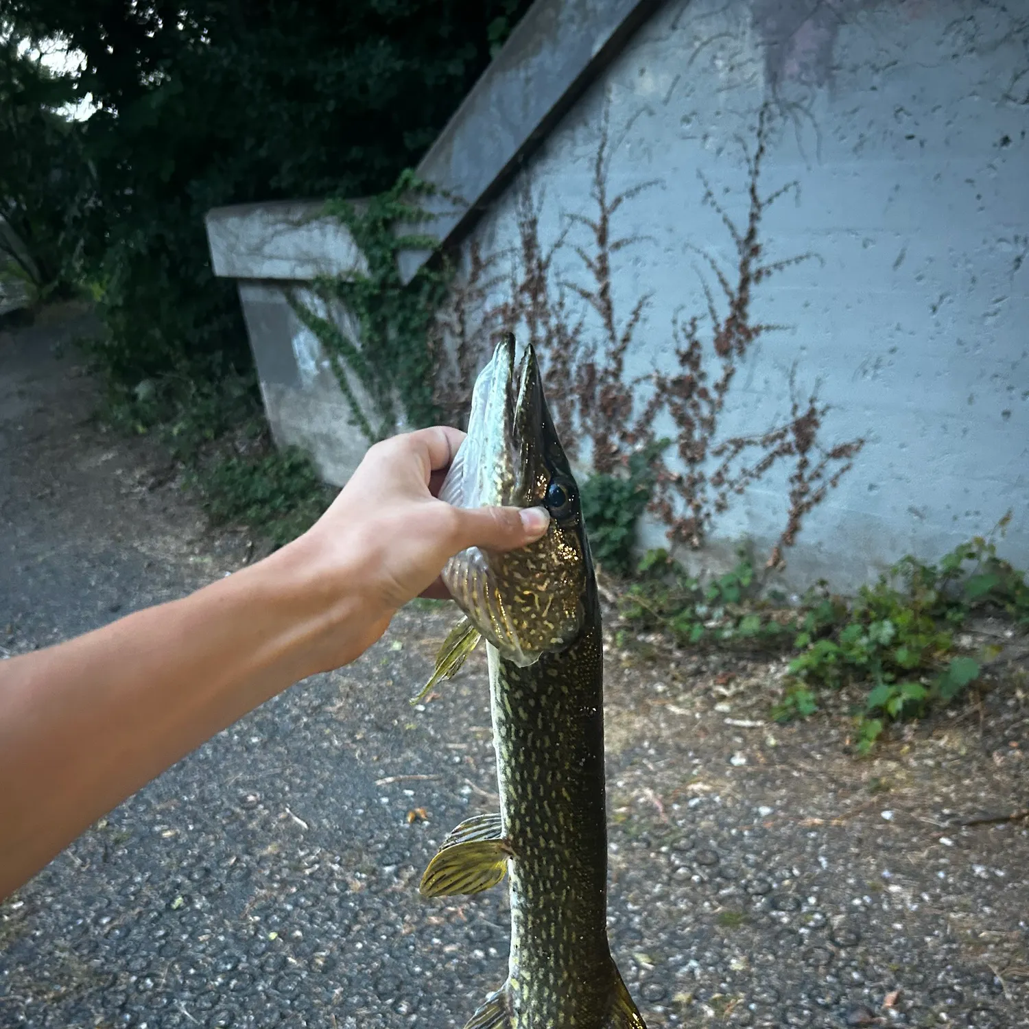catch