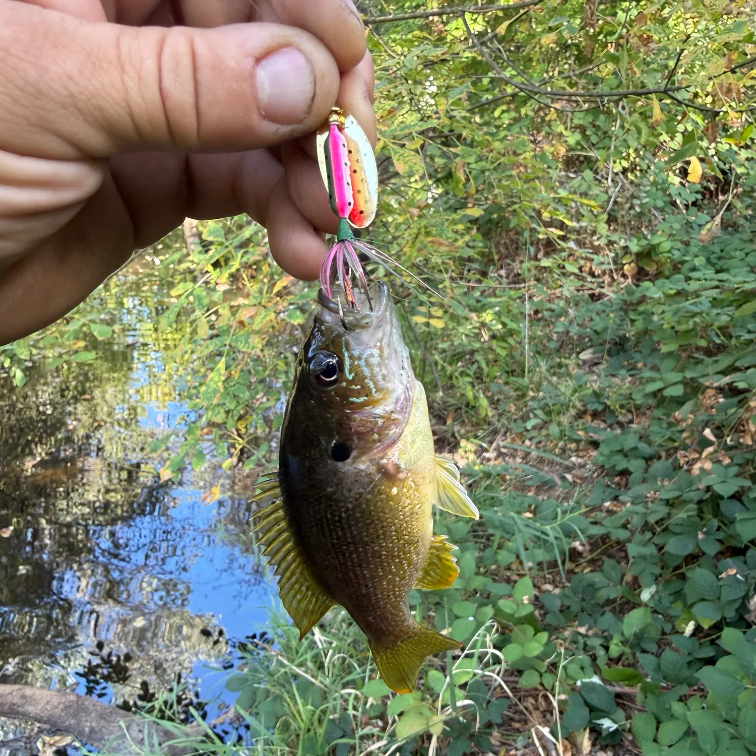 Green sunfish caught on Fishbrain