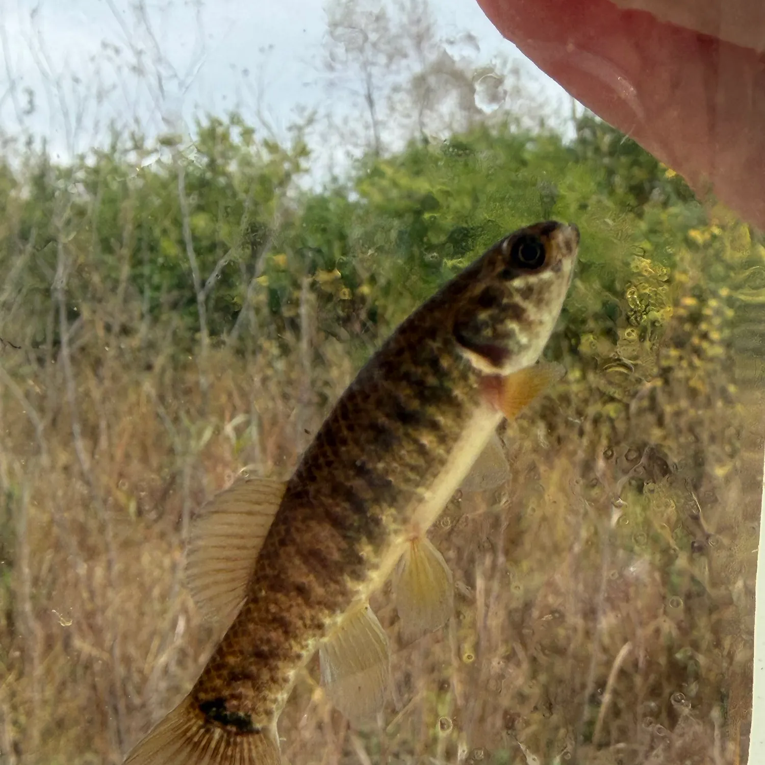 The most recent Central mudminnow catches on Fishbrain