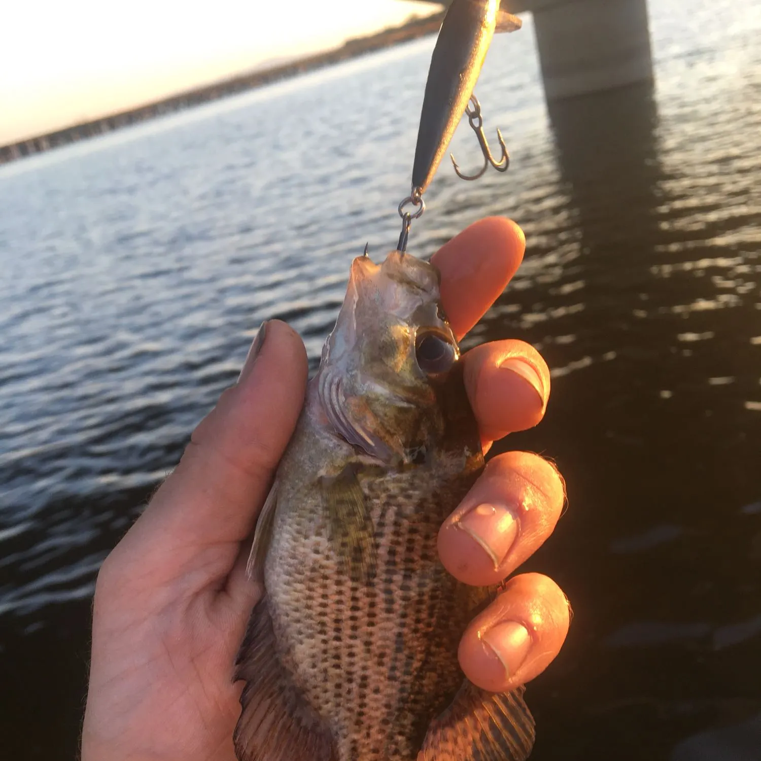 Rock bass caught on Fishbrain