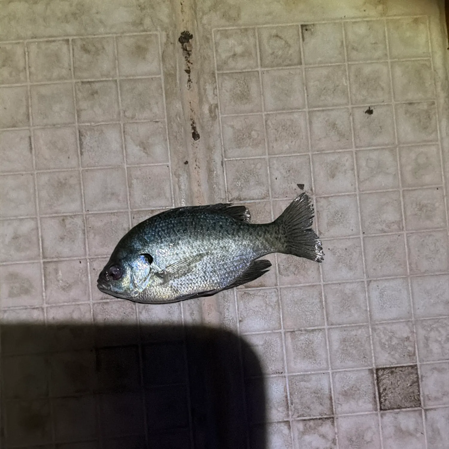 The most recent Bluegill catches on Fishbrain