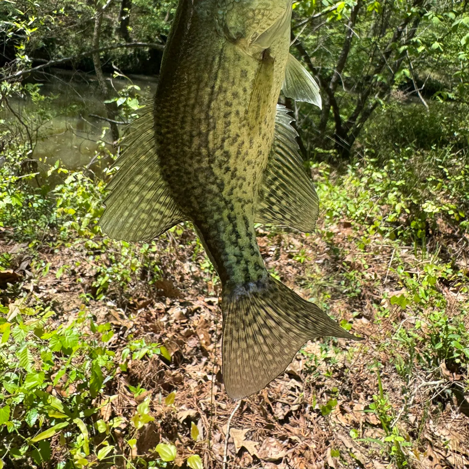 The most recent Black crappie catches on Fishbrain