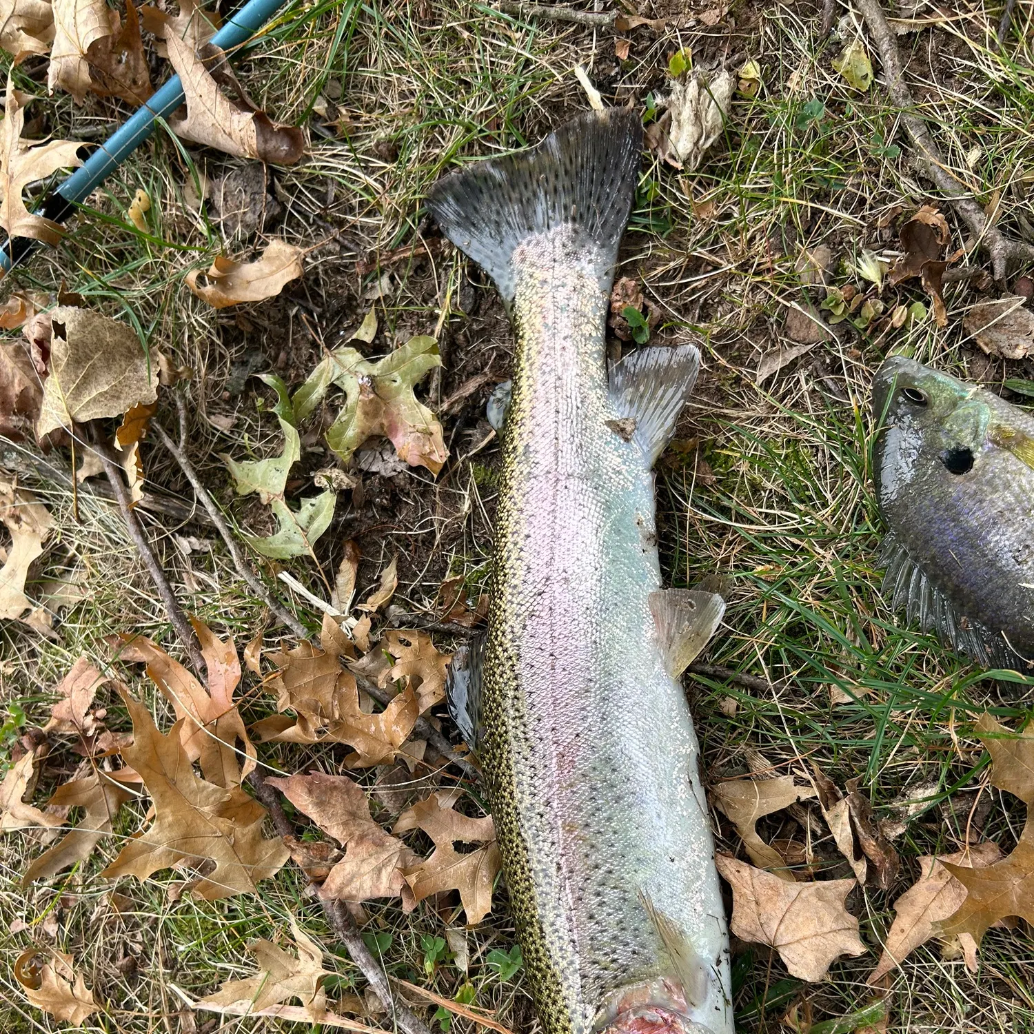 Rainbow trout caught on Fishbrain