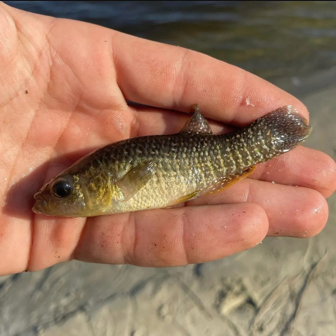 The most recent Mummichog catches on Fishbrain