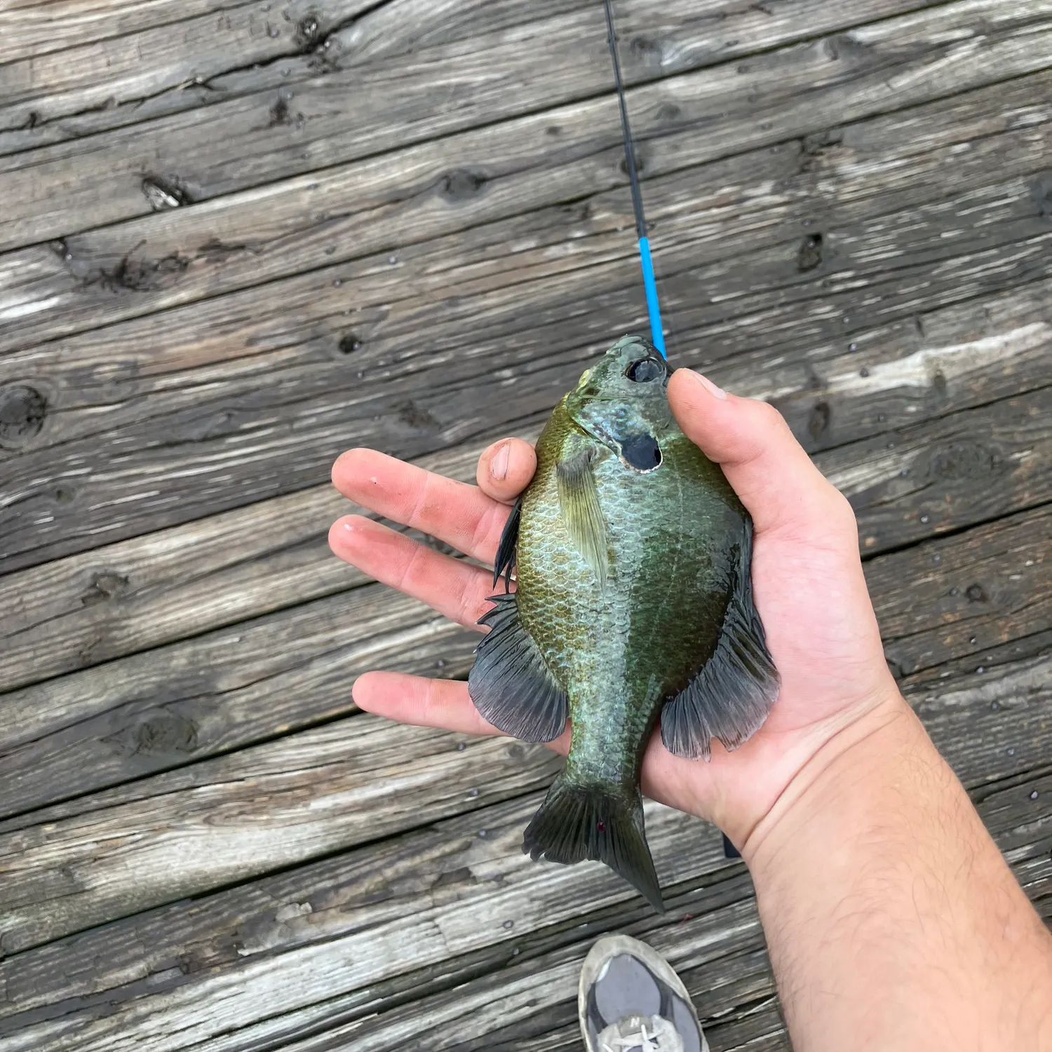 Bluegill caught on Fishbrain