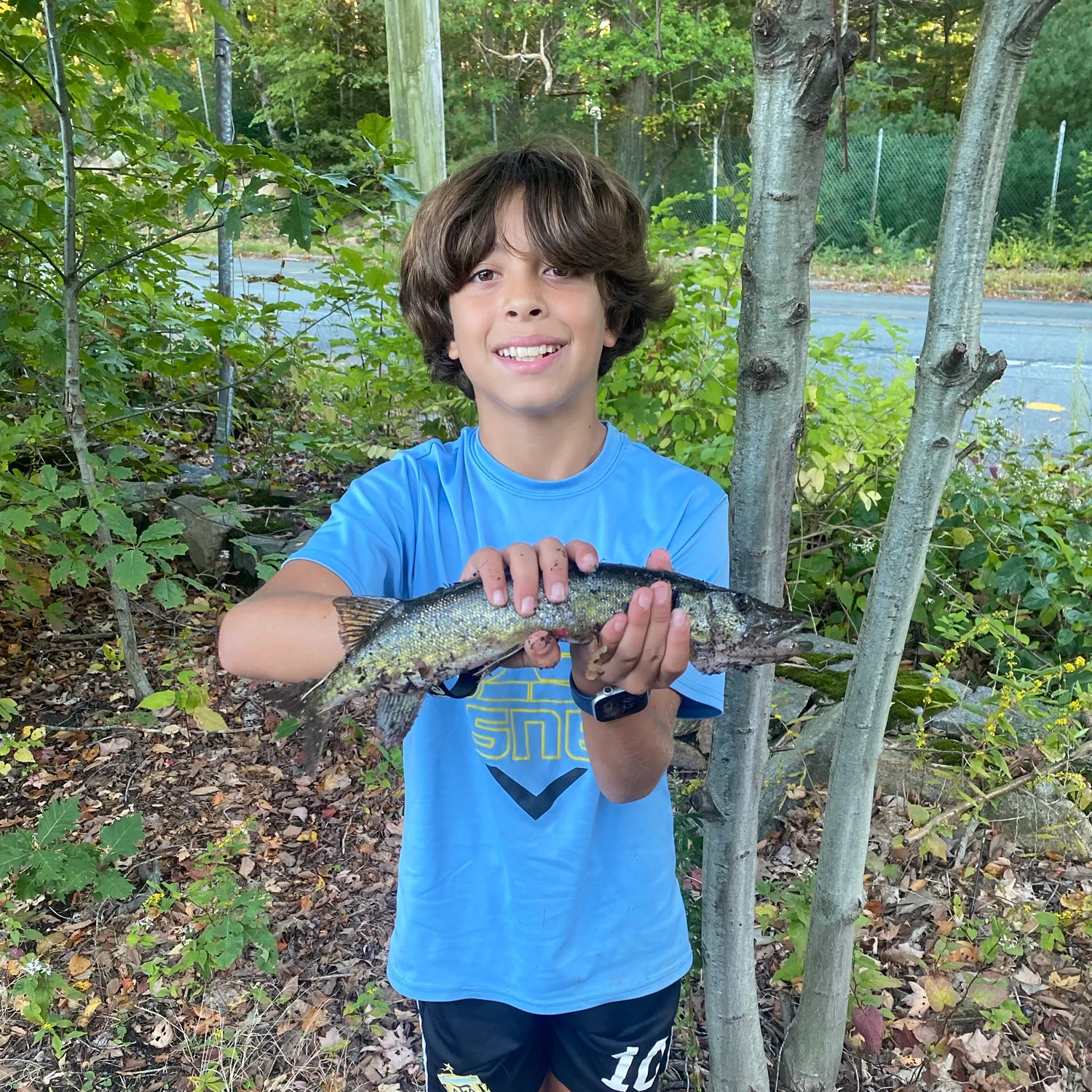 Chain pickerel caught on Fishbrain