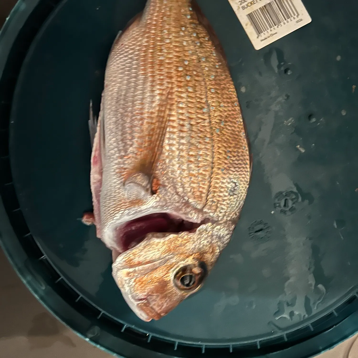 Australasian snapper caught on Fishbrain